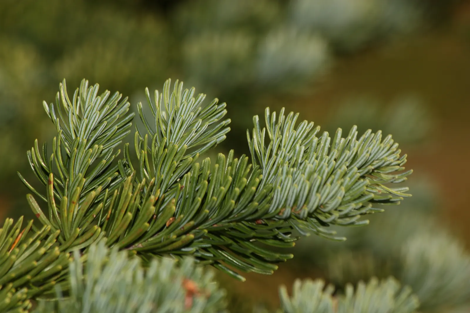 Alpine Fir (Abies Lasiocarpa) — conifer / tree for full or half