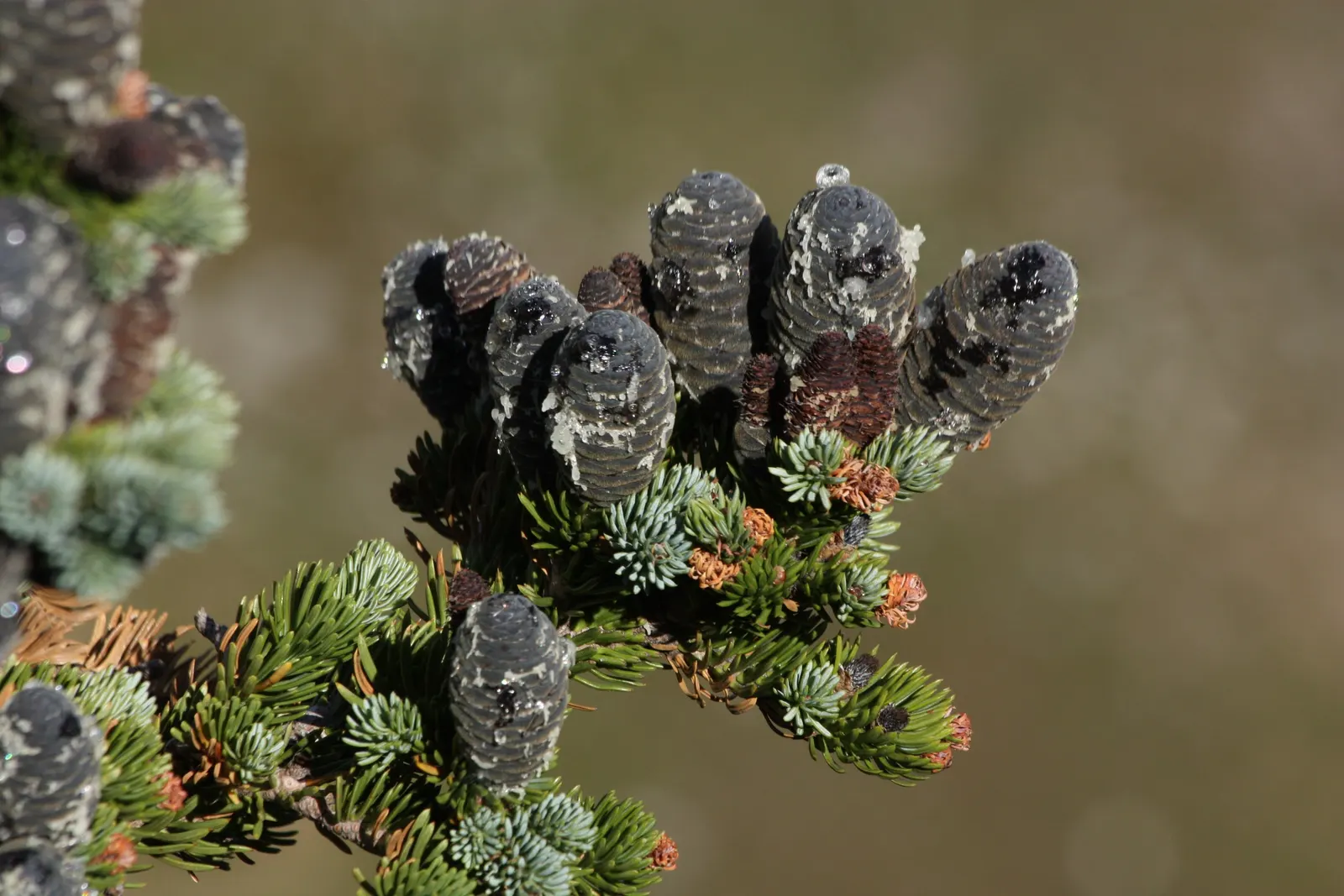 Alpine Fir (Abies Lasiocarpa) — is a majestic evergreen conifer that is ideal for adding vertical interest to a landscape design