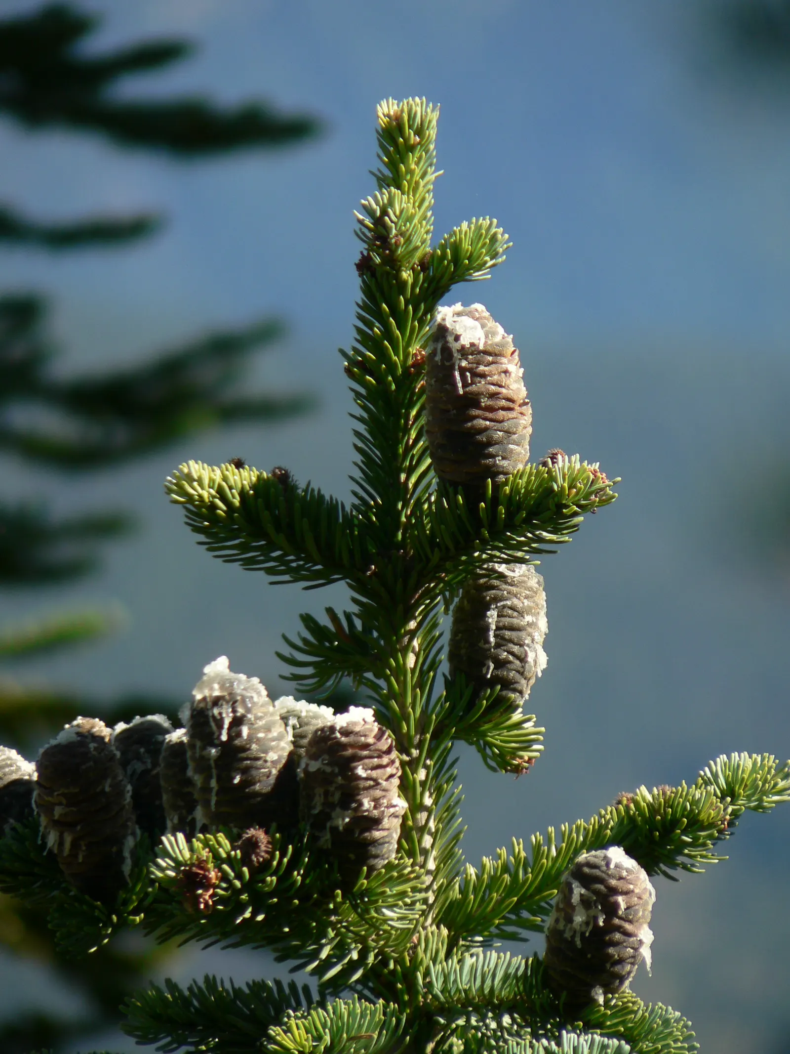 Alpine Fir (Abies Lasiocarpa) — scientifically known as Abies lasiocarpa; when designing with Alpine Fir