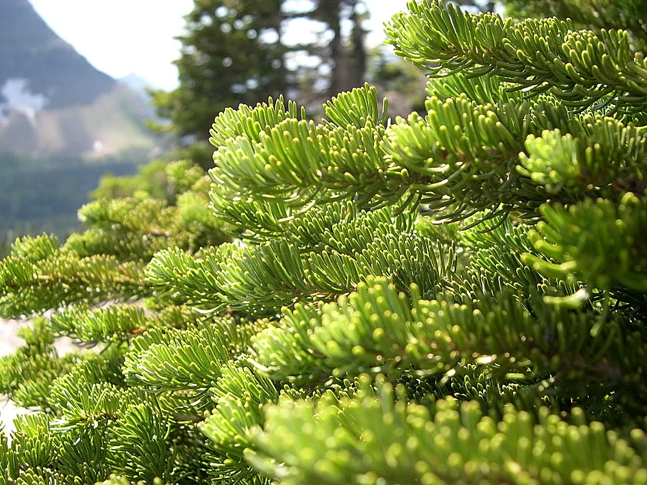 Alpine Fir (Abies Lasiocarpa) — the Alpine Fir thrives in USDA hardiness zones 4 through 7 and prefers well-drained; to establish a robust root system