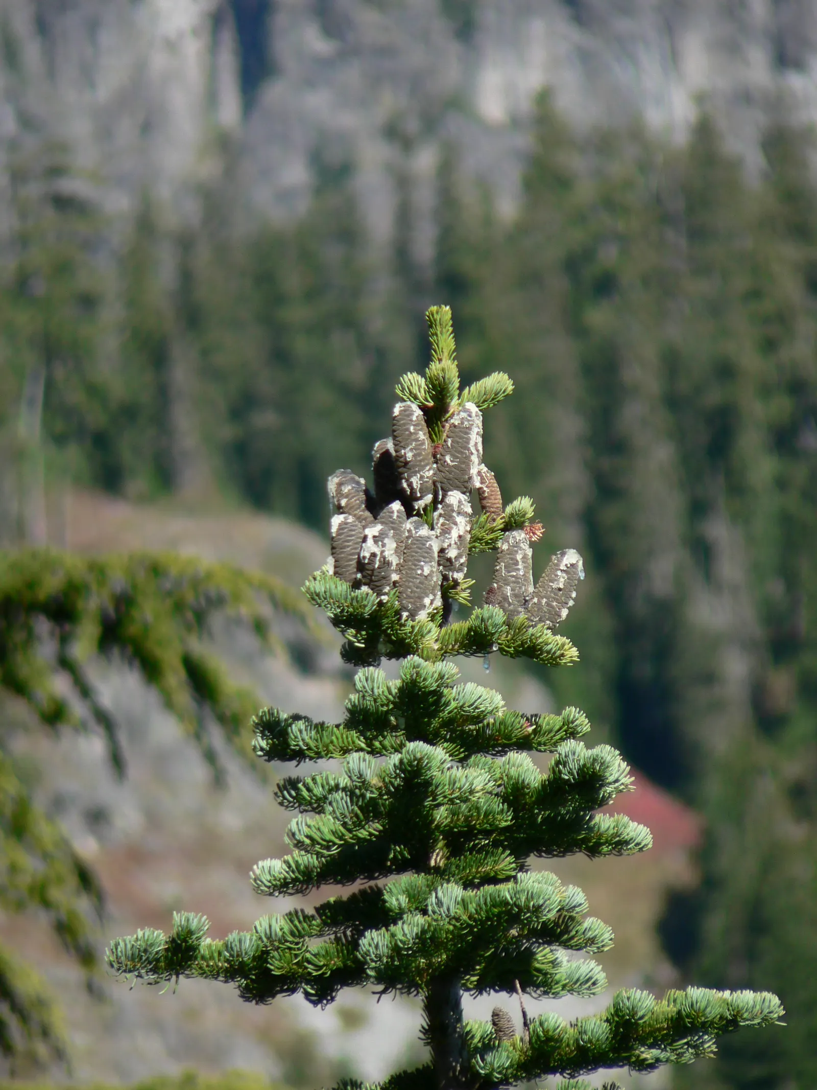Alpine Fir (Abies Lasiocarpa) — evergreen conifer perfect for vertical accents in landscape designs; a slow grower, it's ideal for small spaces or as a focal