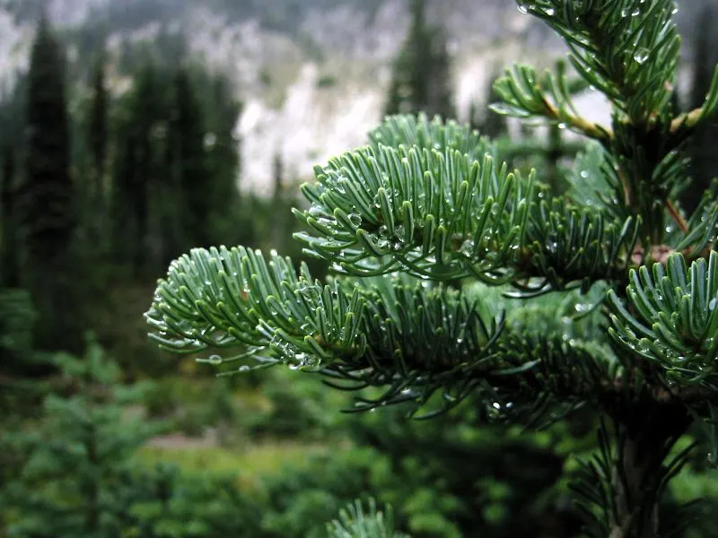 Alpine Fir (Abies Lasiocarpa) — Deer-resistant, it adds a touch of alpine elegance to any setting; its sturdy branches are cloaked with dense