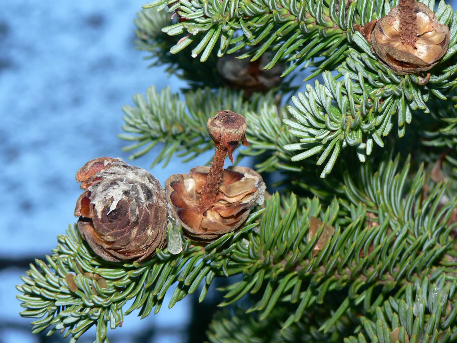 Alpine Fir (Abies Lasiocarpa) — These cones mature to a striking purple color and add to the ornamental value of the tree