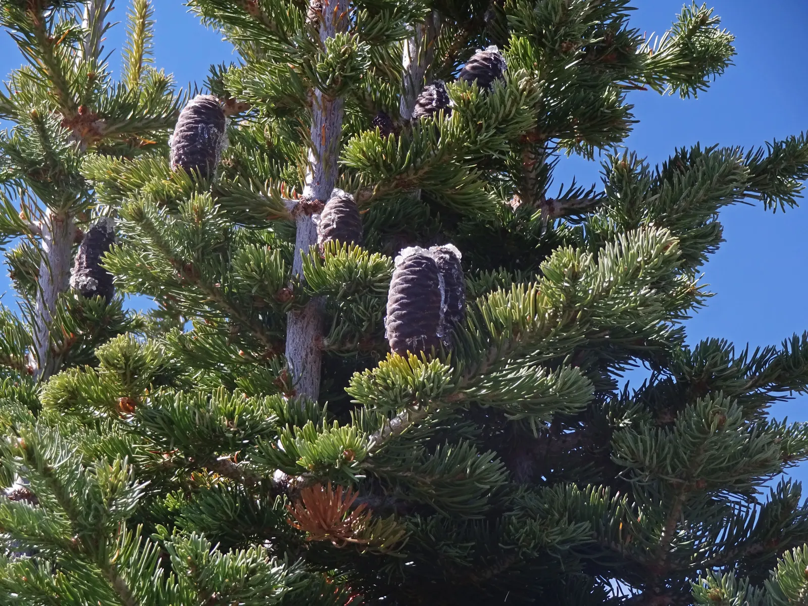 Alpine Fir (Abies Lasiocarpa) — When selecting a planting location