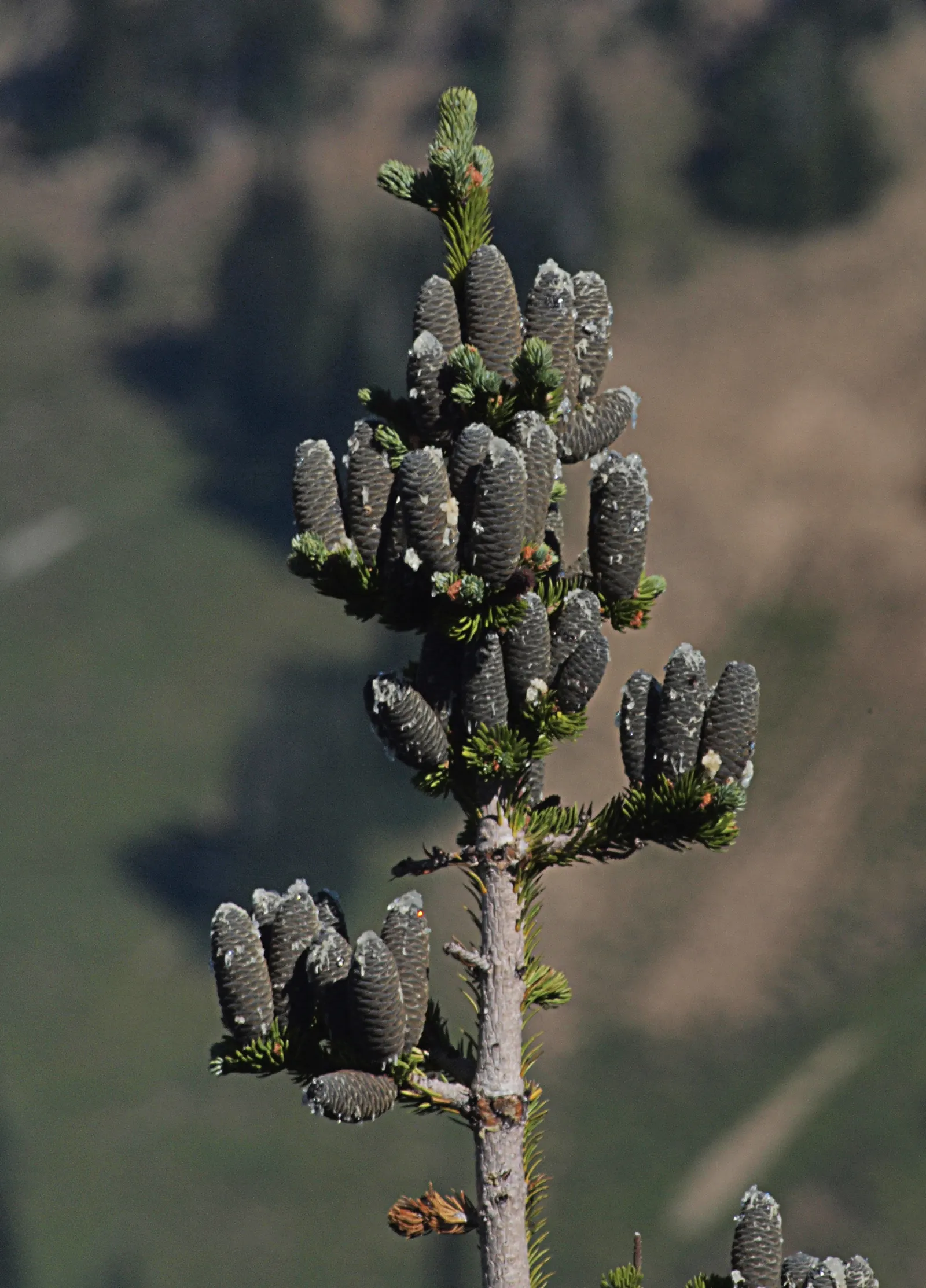Alpine Fir (Abies Lasiocarpa) — Hardy in zones 4-7, it requires well-drained soil and full sun to partial shade