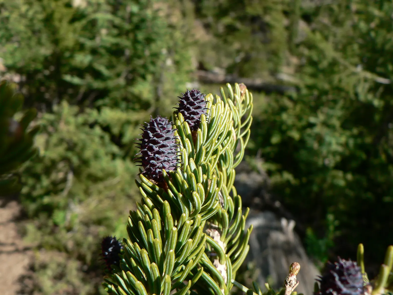 Alpine Fir (Abies Lasiocarpa) — contrasting with drooping cones of many other conifers; hardy in zones 4-7, it requires well-drained soil and full sun to