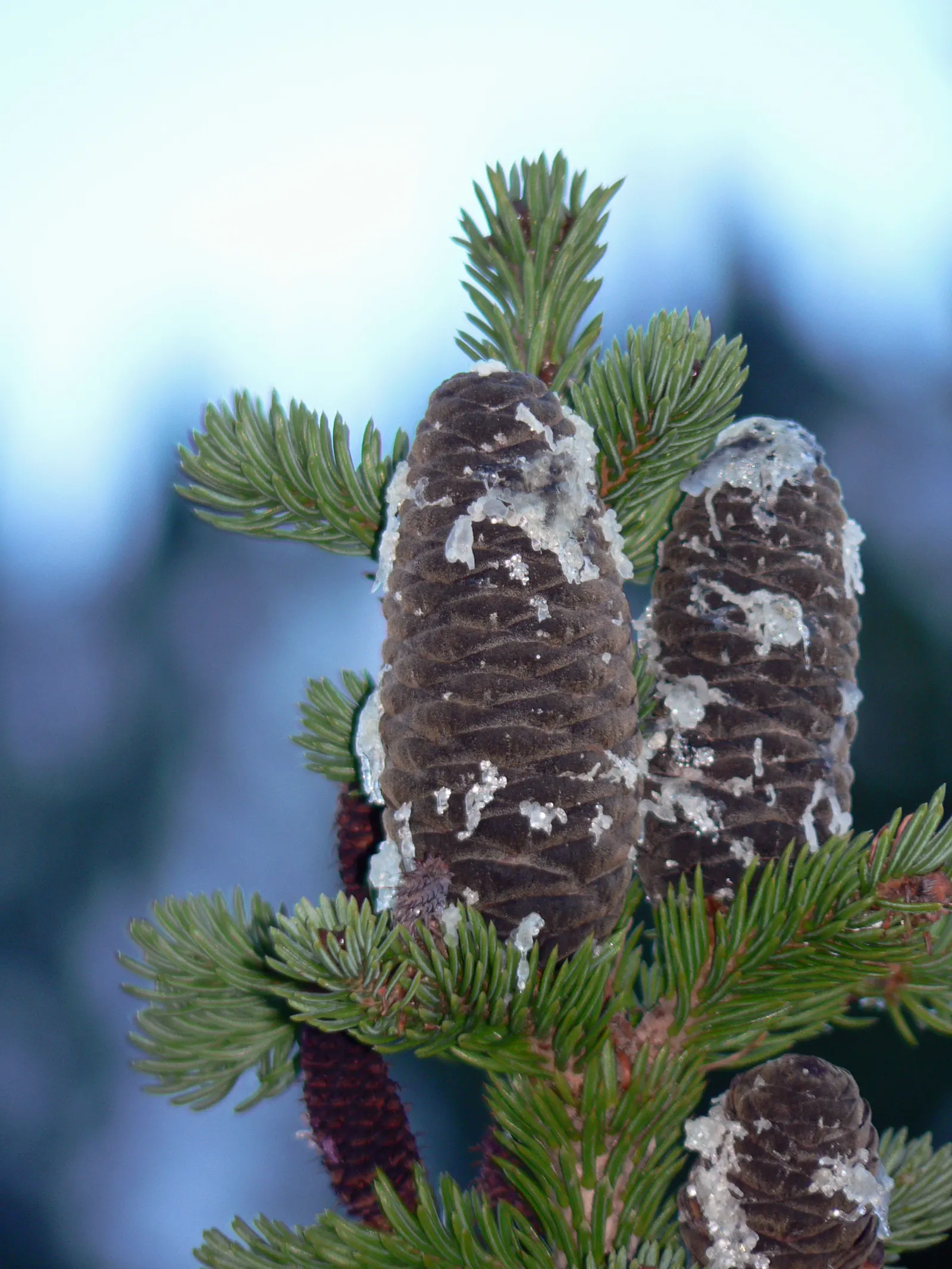 Alpine Fir (Abies Lasiocarpa) — Minimal pruning may be required, mainly to remove any dead or damaged branches; advancing about 12 inches annually