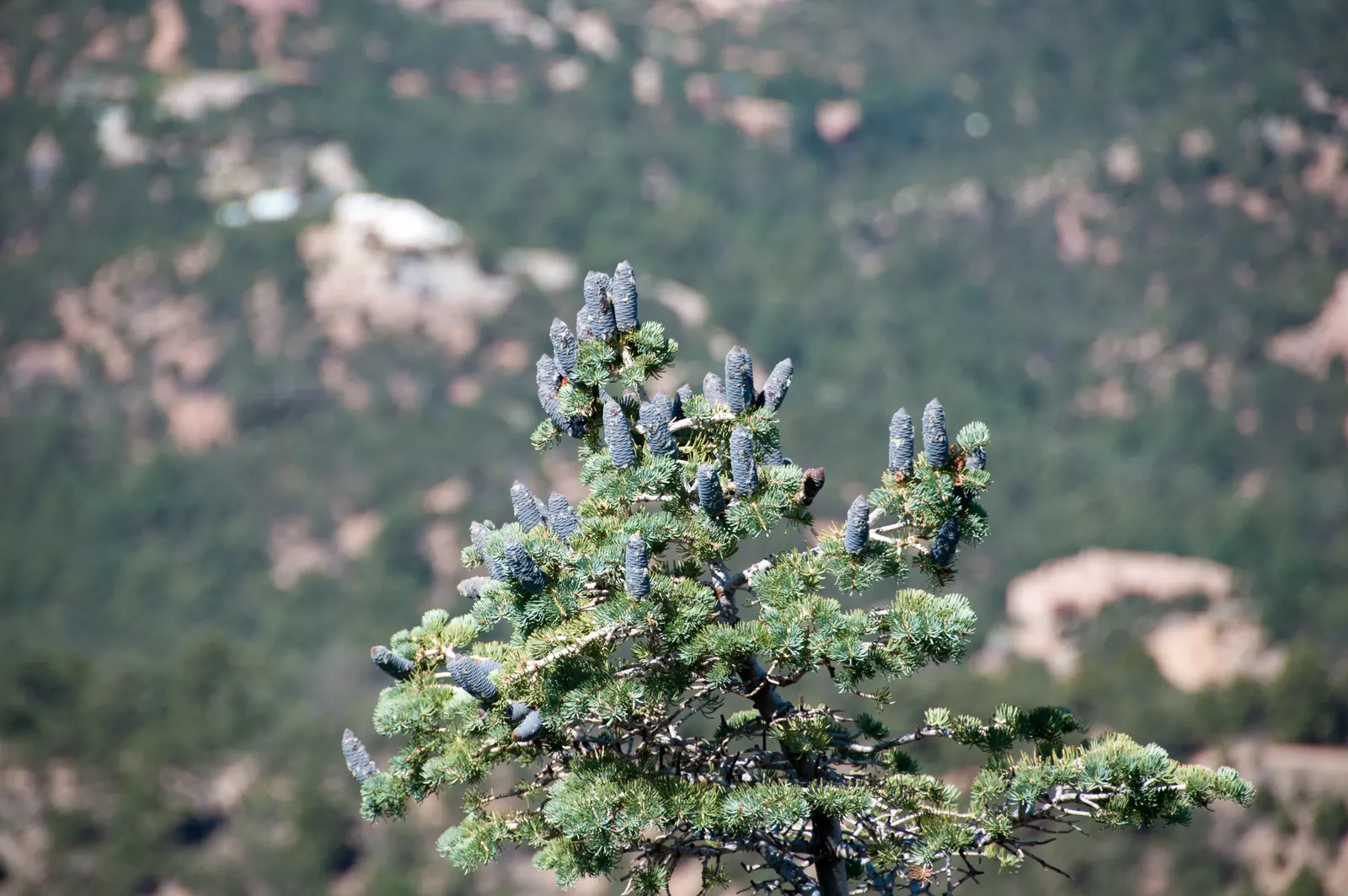 Alpine Fir (Abies Lasiocarpa) — A slow grower, it's ideal for small spaces or as a focal point; typically reaching 20-30 feet, its dense, blue-green needles
