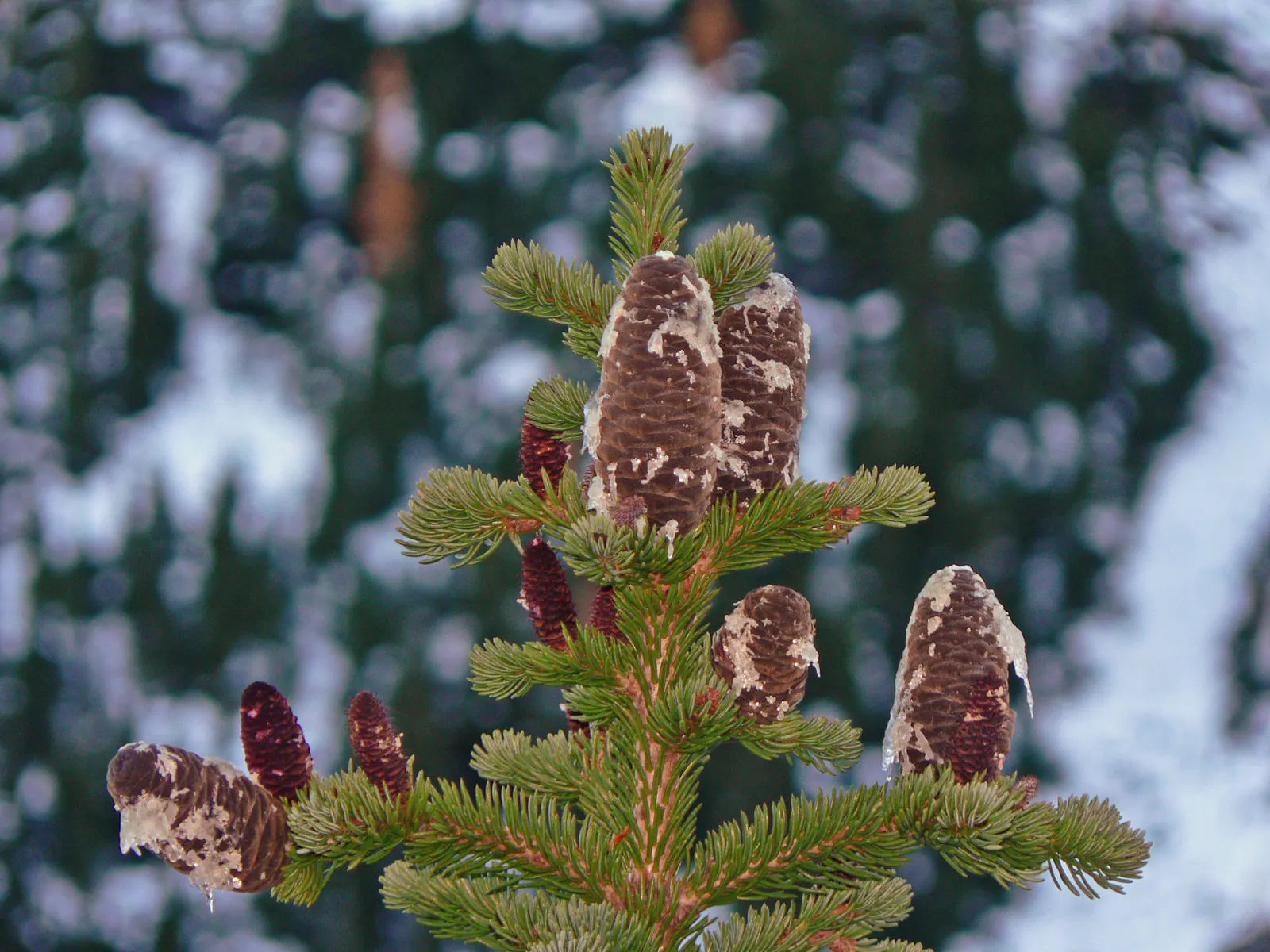 Alpine Fir (Abies Lasiocarpa) — Regular watering is essential during dry spells; these cones mature to a striking purple color and add to the ornamental value
