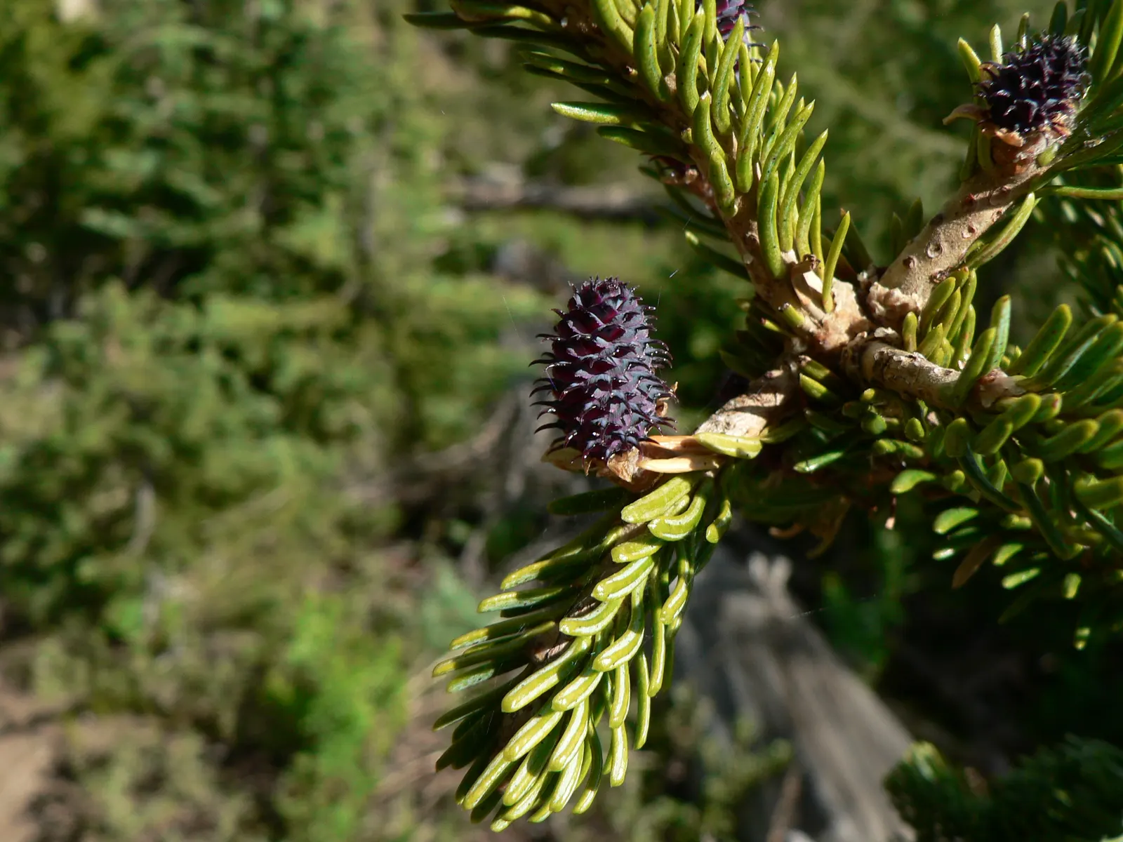 Alpine Fir (Abies Lasiocarpa) — the Alpine Fir thrives in USDA hardiness zones 4 through 7 and prefers well-drained