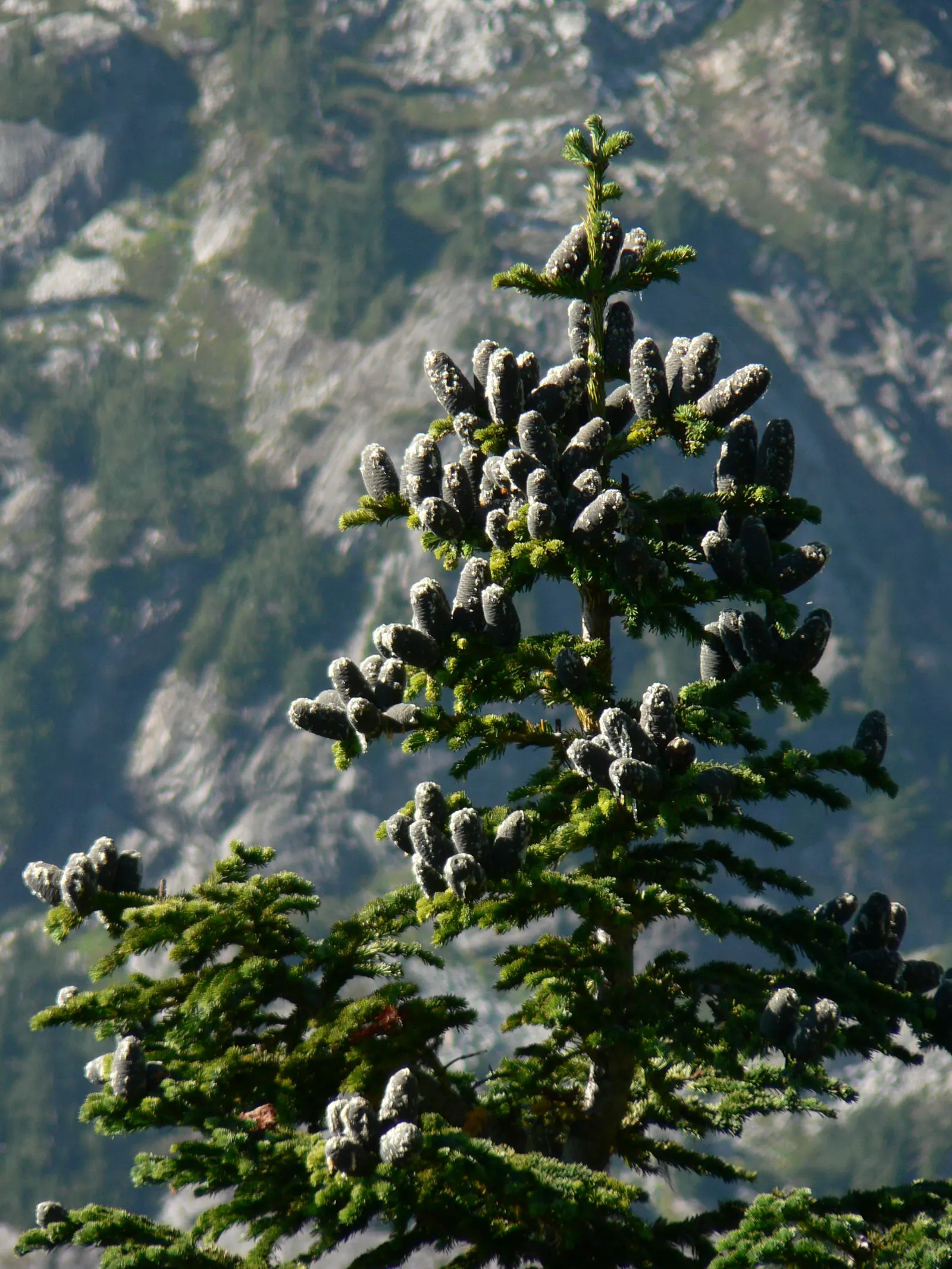 Alpine Fir (Abies Lasiocarpa) — Regular watering is essential during dry spells