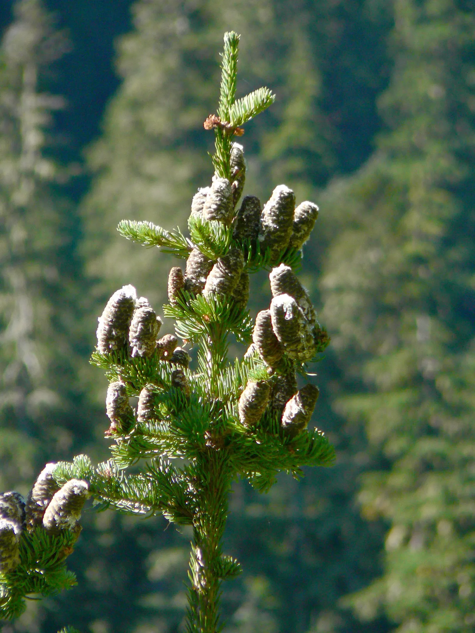 Alpine Fir (Abies Lasiocarpa) — These cones mature to a striking purple color and add to the ornamental value of the tree; the Alpine Fir thrives in USDA