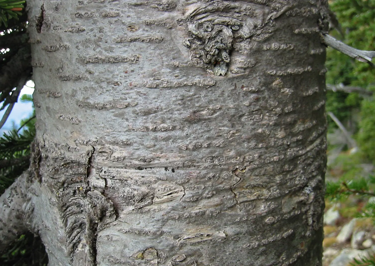 Alpine Fir (Abies Lasiocarpa) — tranquil aesthetic it will contribute to the garden