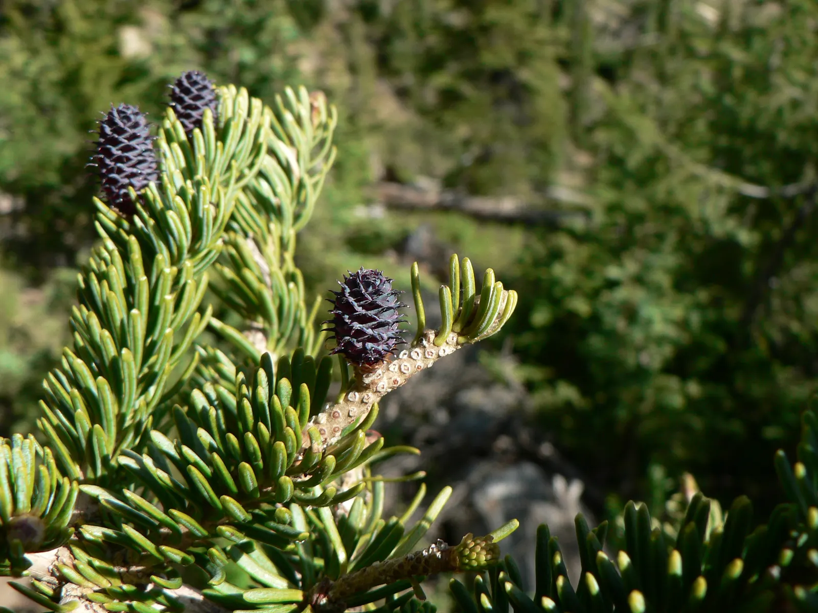 Alpine Fir (Abies Lasiocarpa) — scientifically known as Abies lasiocarpa