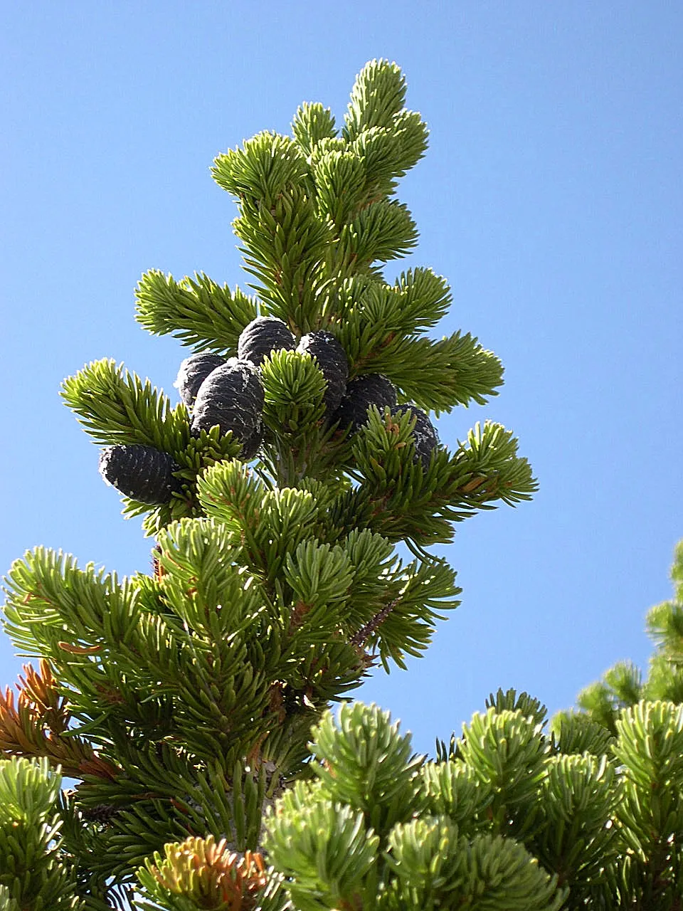 Alpine Fir (Abies Lasiocarpa) — When selecting a planting location, image 35