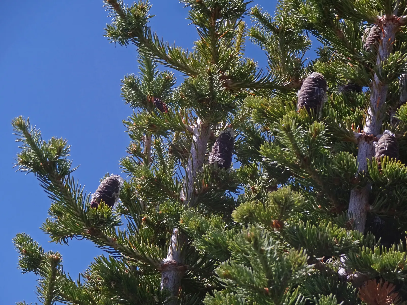 Alpine Fir (Abies Lasiocarpa) — to establish a robust root system; scientifically known as Abies lasiocarpa