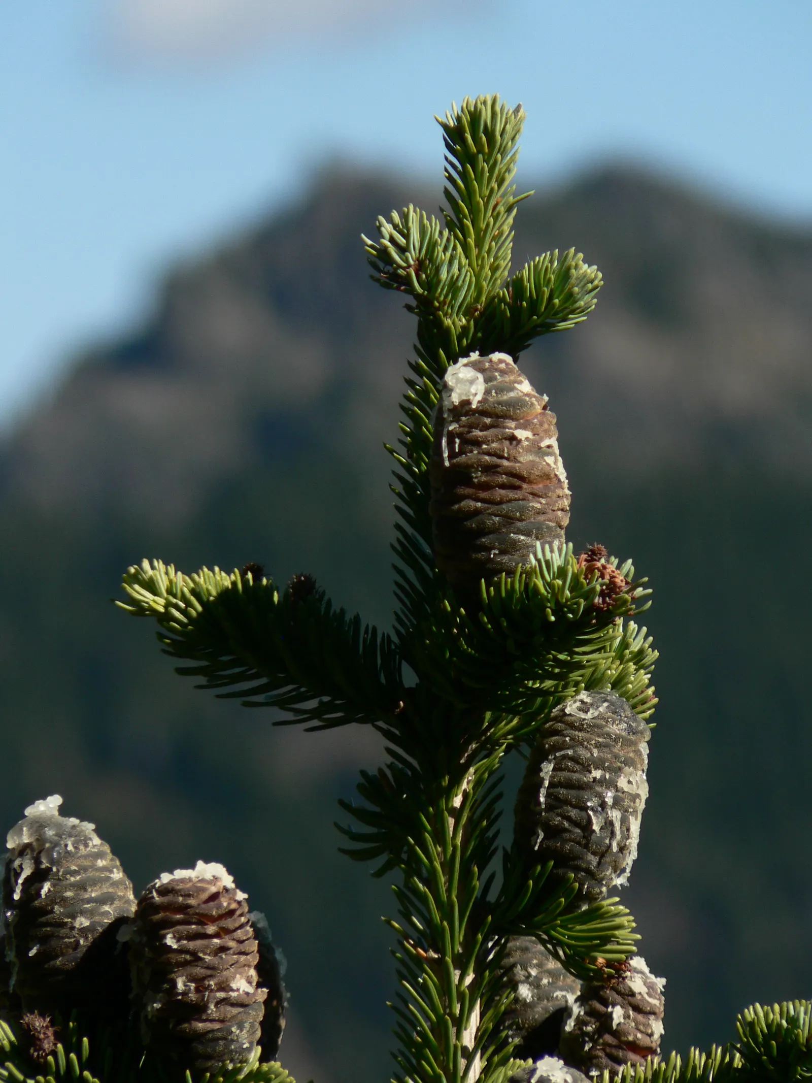 Alpine Fir (Abies Lasiocarpa) — Hardy in zones 4-7, it requires well-drained soil and full sun to partial shade; tranquil aesthetic it will contribute to the