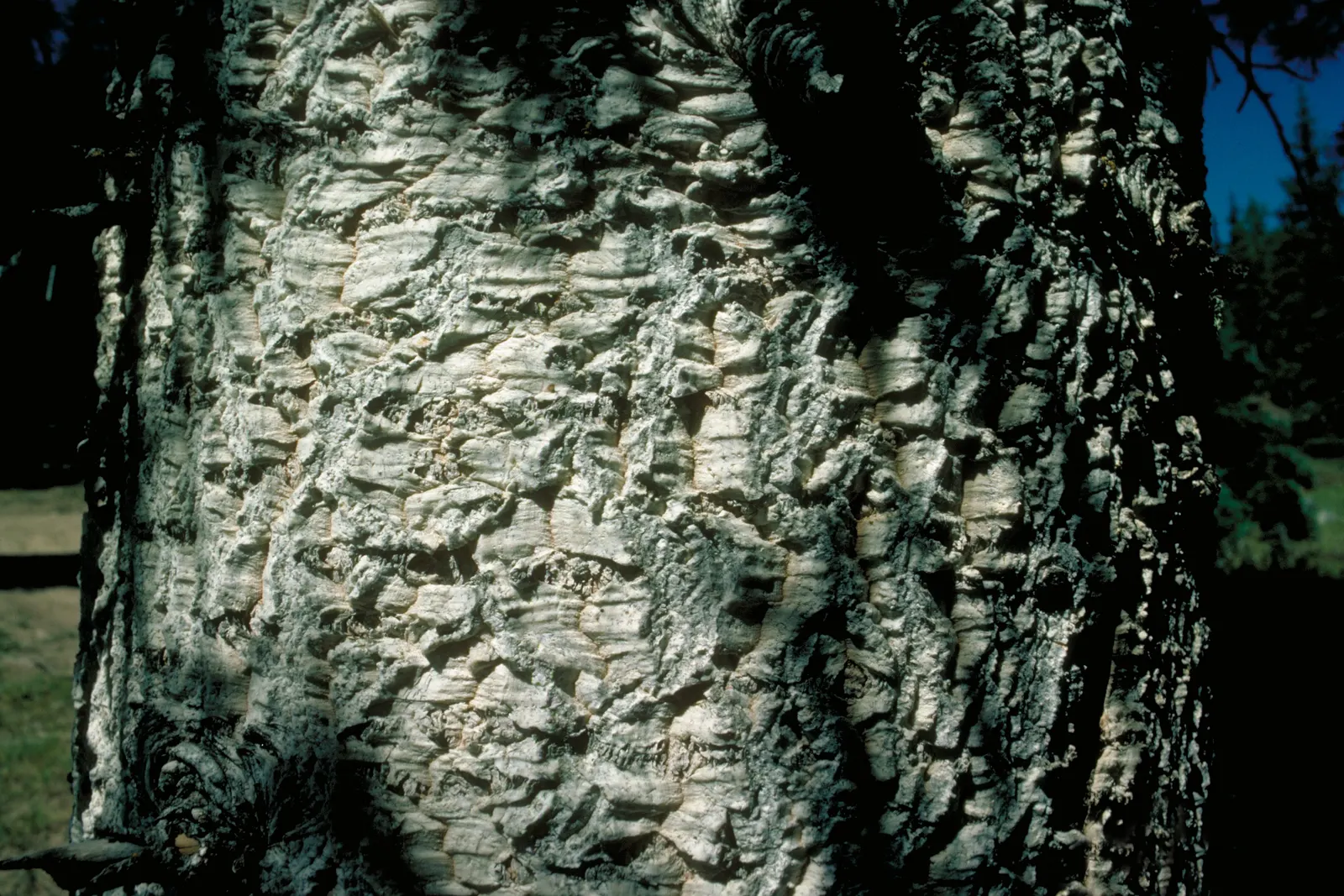Alpine Fir (Abies Lasiocarpa) — advancing about 12 inches annually