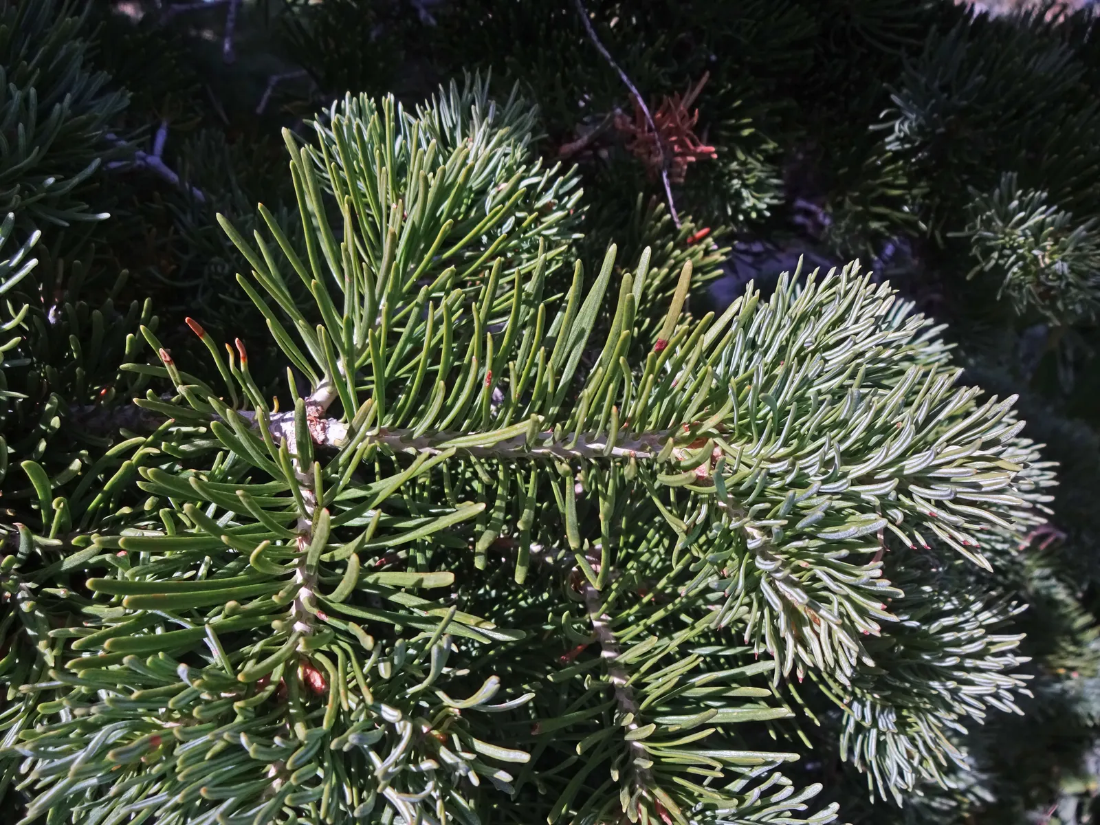 Alpine Fir (Abies Lasiocarpa) — It is frost-hardy and requires full sun to partial shade for optimal growth