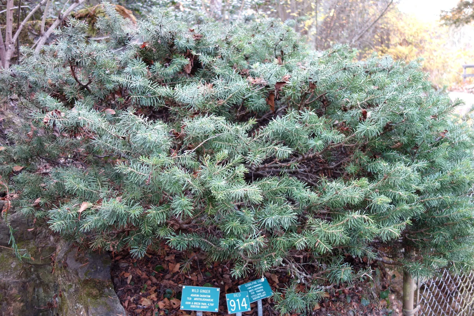 Alpine Fir (Abies Lasiocarpa) — especially within the first few years of planting; minimal pruning may be required, mainly to remove any dead or damaged