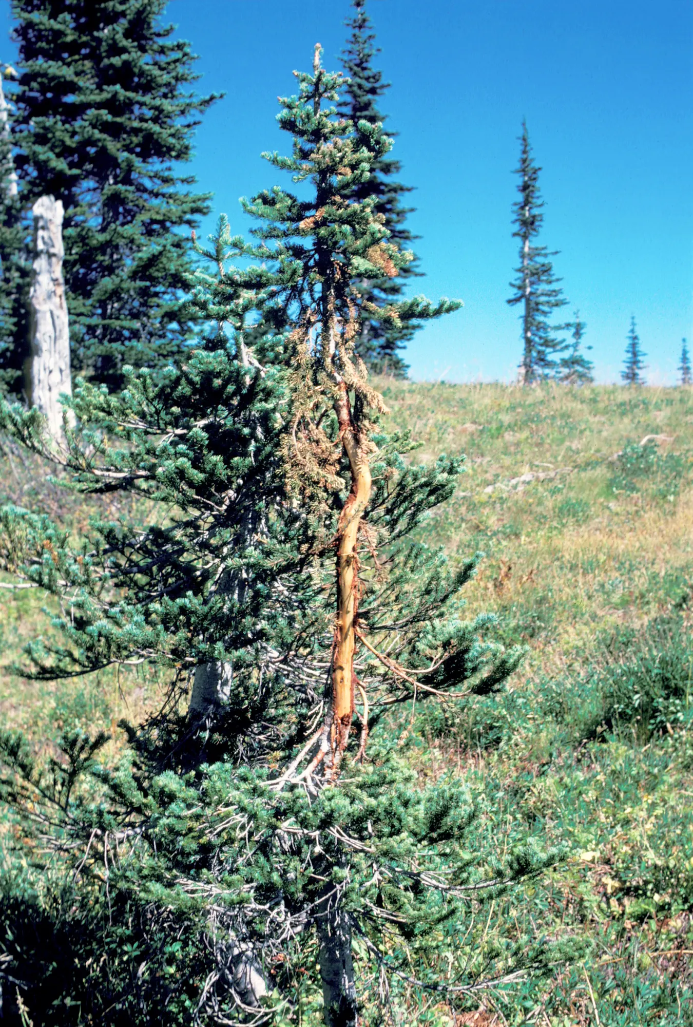 Alpine Fir (Abies Lasiocarpa) — Its sturdy branches are cloaked with dense