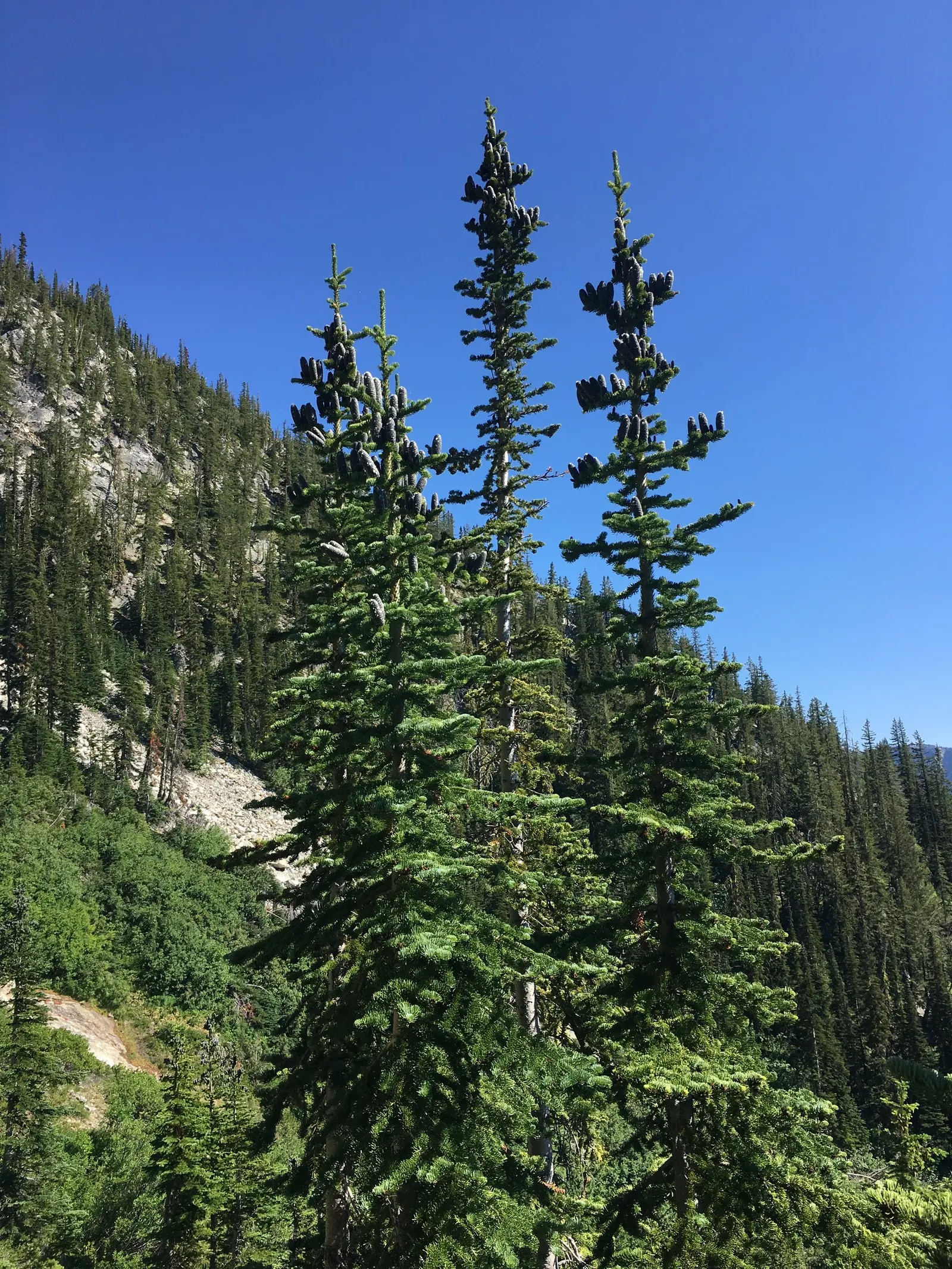 Alpine Fir (Abies Lasiocarpa) — Minimal pruning may be required, mainly to remove any dead or damaged branches