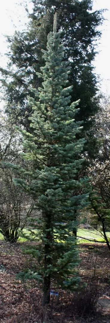 Alpine Fir (Abies Lasiocarpa) — evergreen conifer perfect for vertical accents in landscape designs