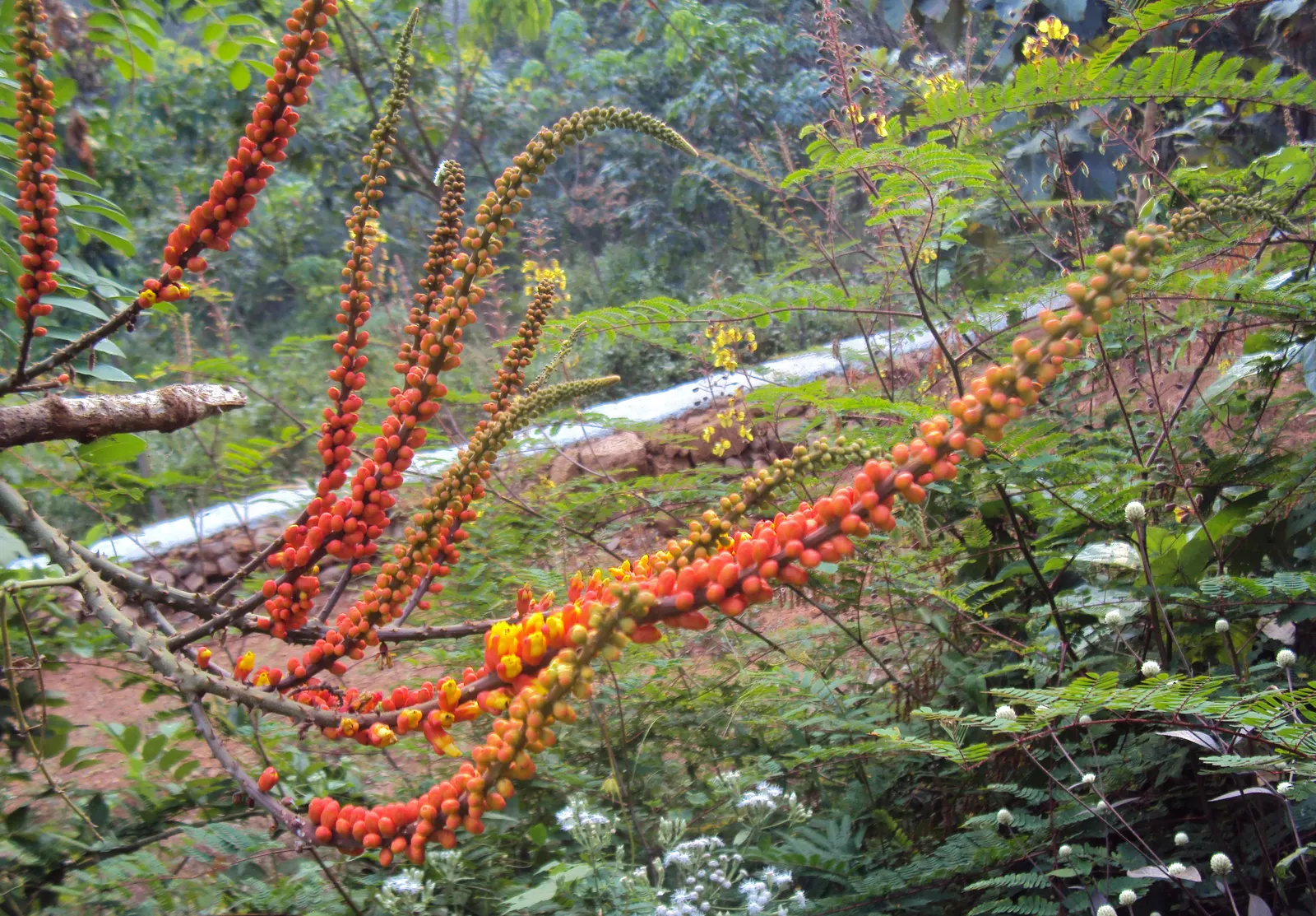 Candy Corn Plant (Cuphea Micropetala) — making it an ideal medium-sized focal plant for garden beds or borders.<br><br>True to its common name
