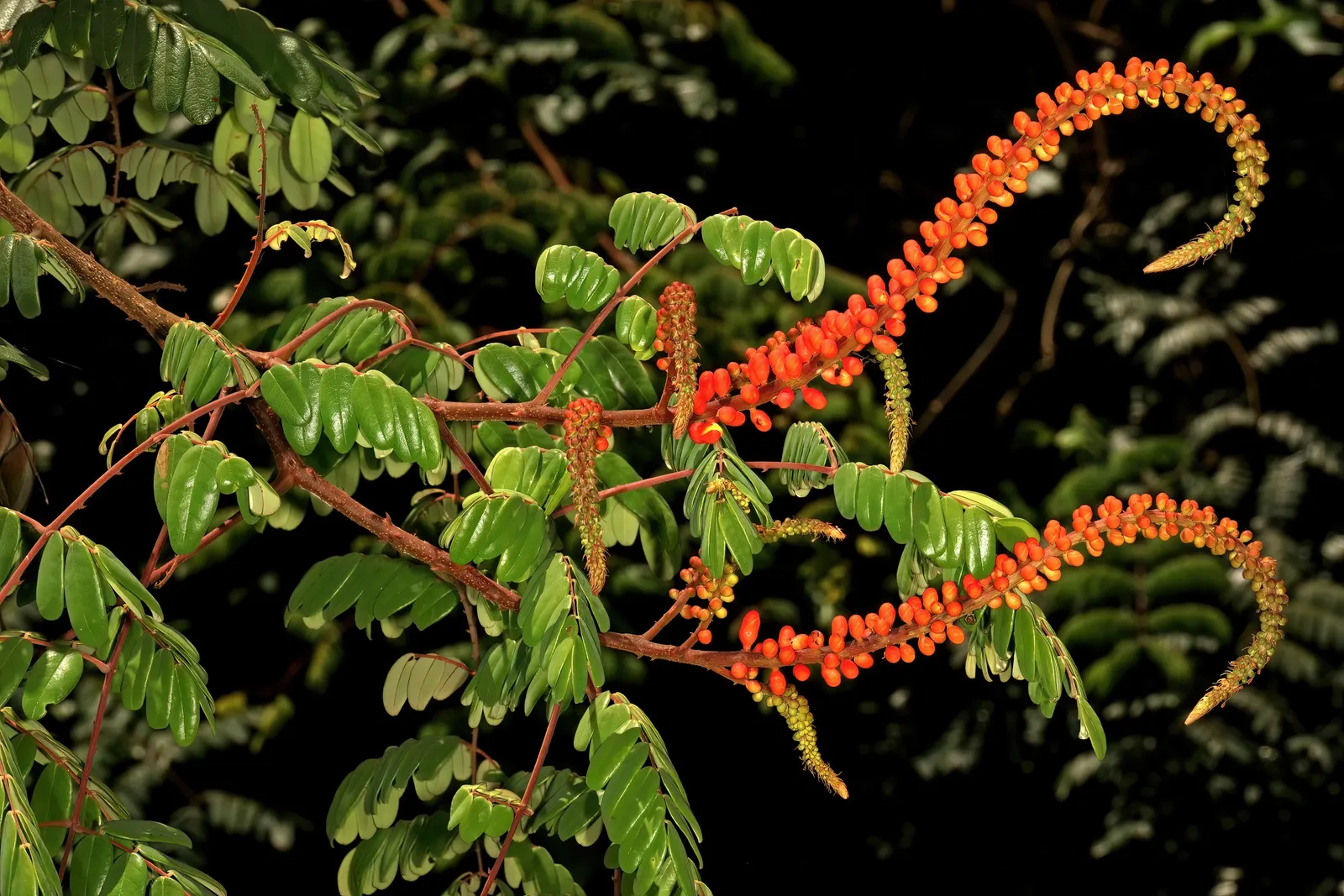 Candy Corn Plant (Cuphea Micropetala) — flaunting tubular blooms with a vibrant duo of yellow tips and reddish bases; is an intriguing and vibrant perennial