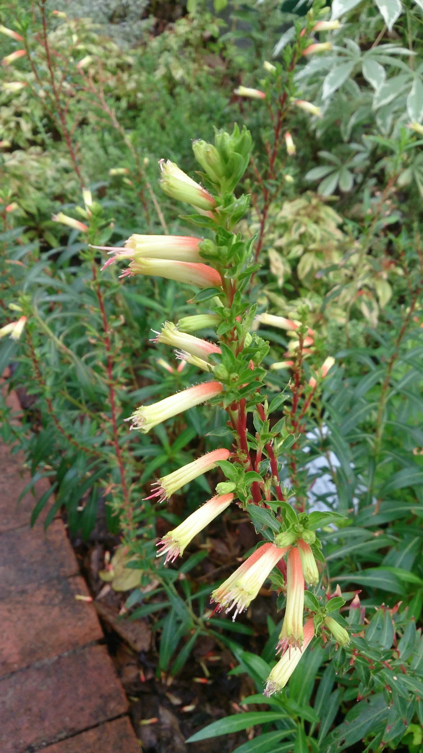 Candy Corn Plant (Cuphea Micropetala) — providing a vivid splash in borders or pots; it thrives in USDA zones 8-10
