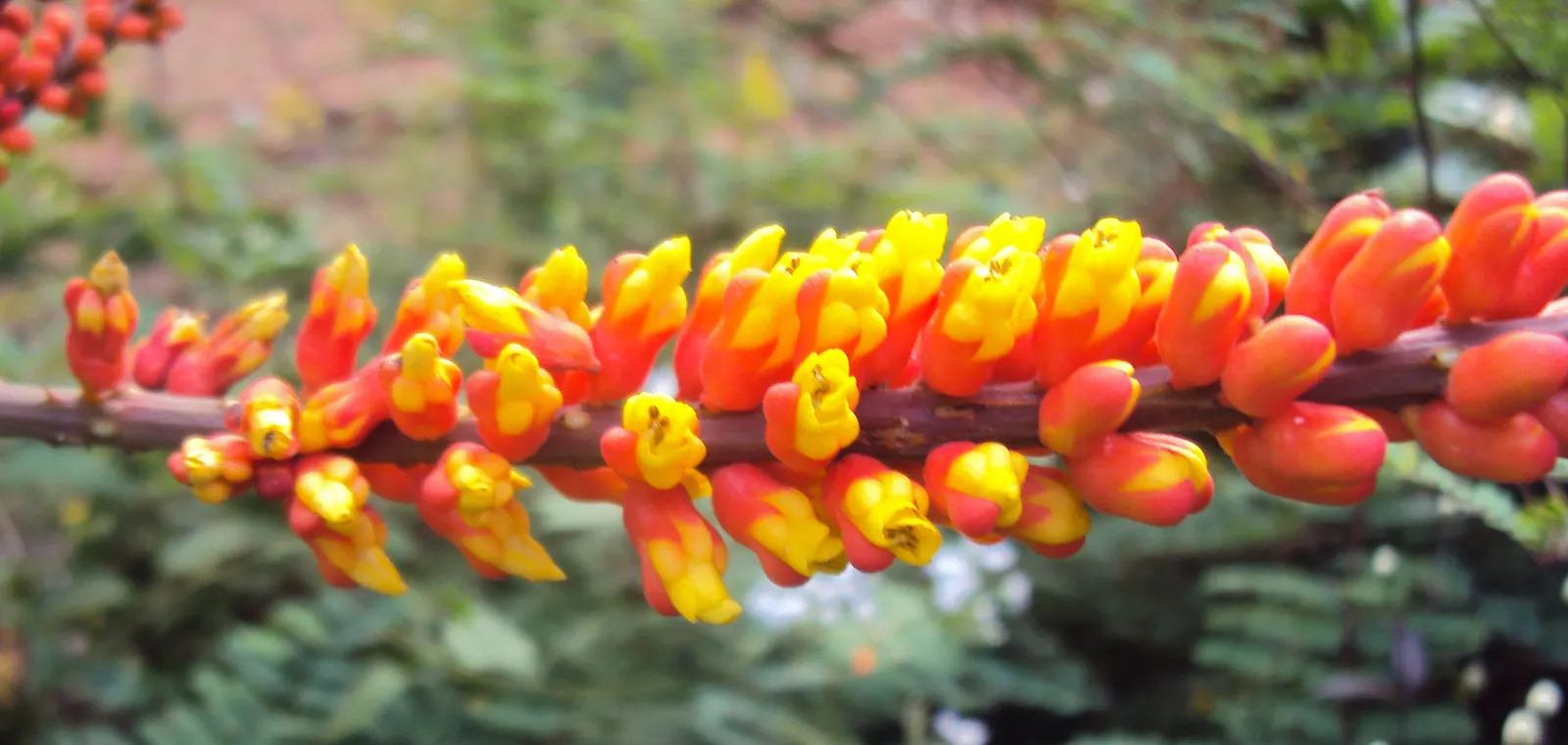 Candy Corn Plant (Cuphea Micropetala) — reminiscent of the festive kernels; thus contributing to the ecological health of the garden.<br><br>To ensure optimal
