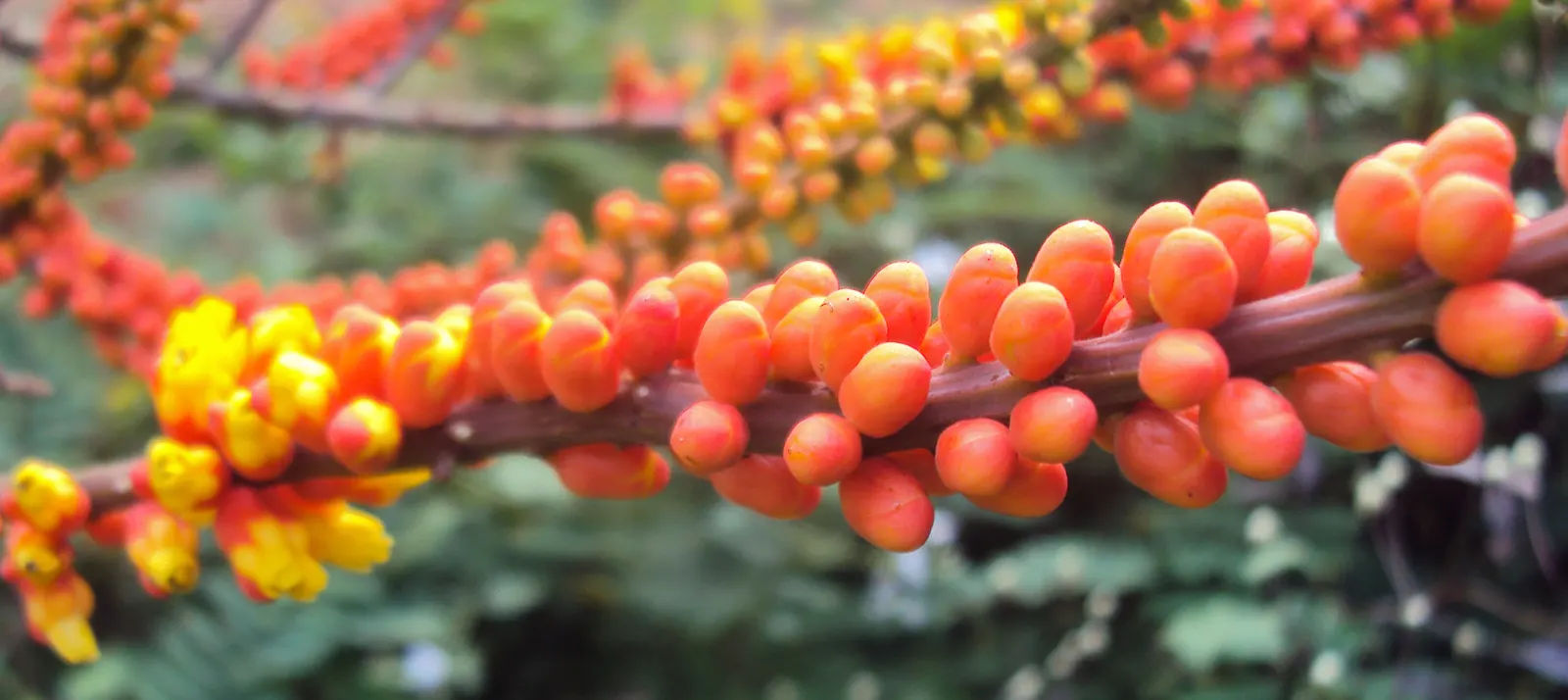 Candy Corn Plant (Cuphea Micropetala) — this plant can withstand a minimum temperature range of 10 to 20 degrees Fahrenheit; the tubular flowers of the Candy