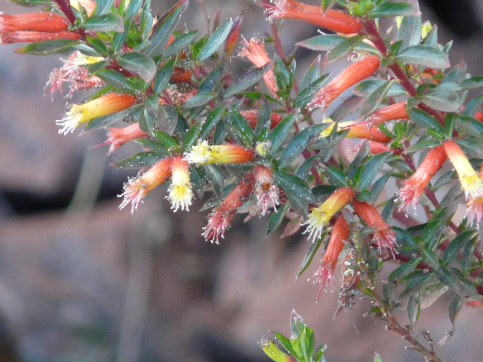 Candy Corn Plant (Cuphea Micropetala) — providing a vivid splash in borders or pots