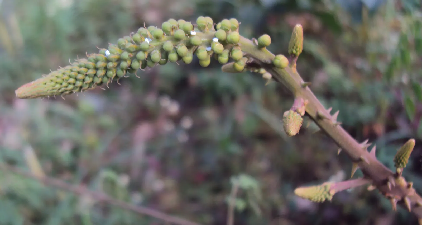 Candy Corn Plant (Cuphea Micropetala) — shrub with multi-colored and orange blooms