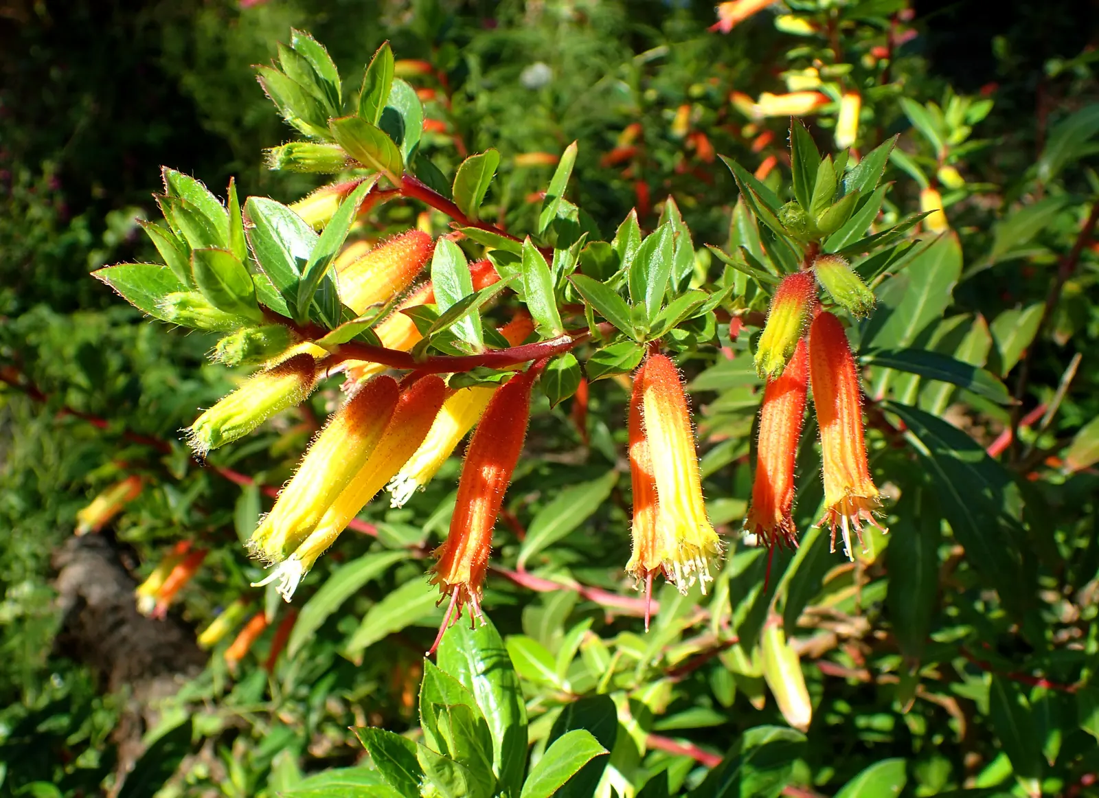 Candy Corn Plant (Cuphea Micropetala) — this plant can withstand a minimum temperature range of 10 to 20 degrees Fahrenheit