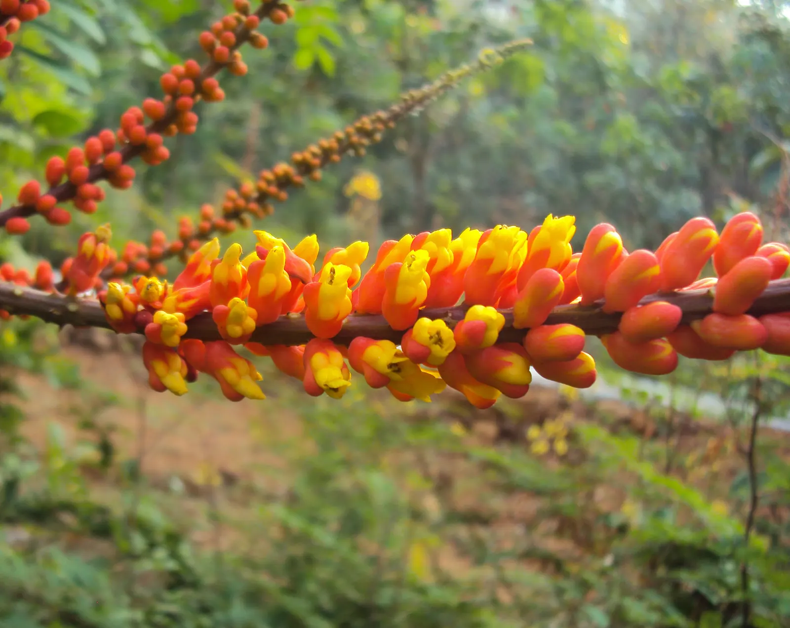 Candy Corn Plant (Cuphea Micropetala) — and requires well-draining soil; is an eye-catching perennial