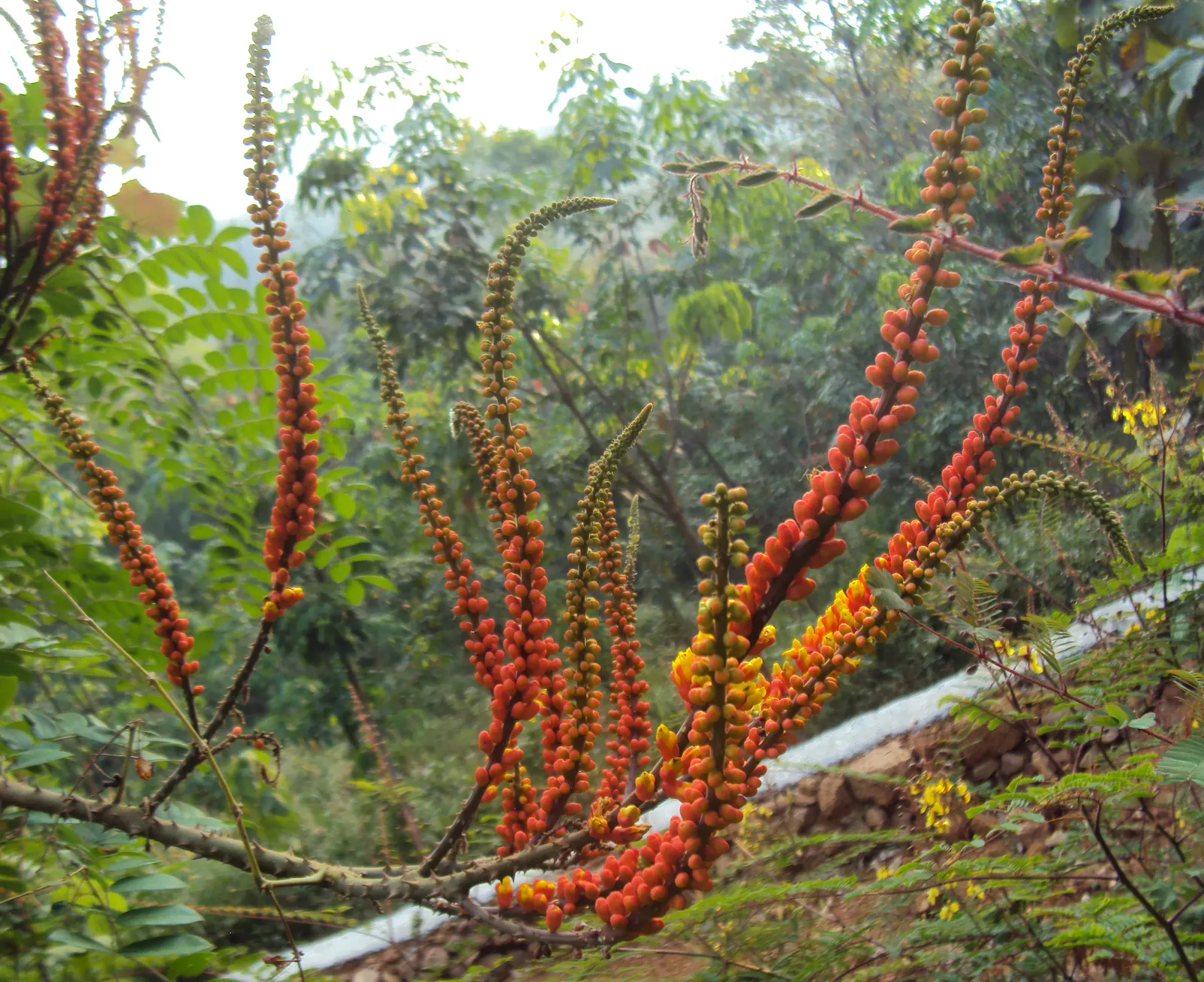 Candy Corn Plant (Cuphea Micropetala) — making it an ideal medium-sized focal plant for garden beds or borders.<br><br>True to its common name, image 65