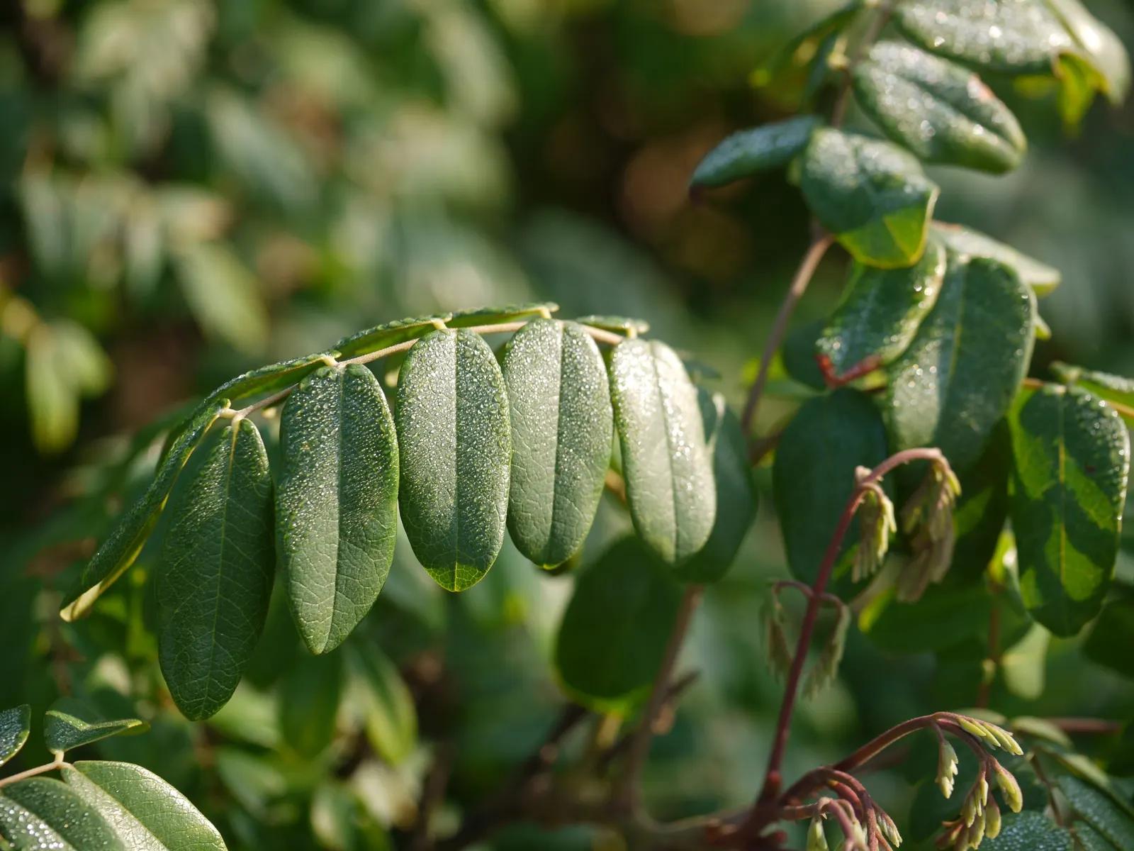 Candy Corn Plant (Cuphea Micropetala) — flourishes in full sun to partial shade; hardy in USDA zones 8 to 10