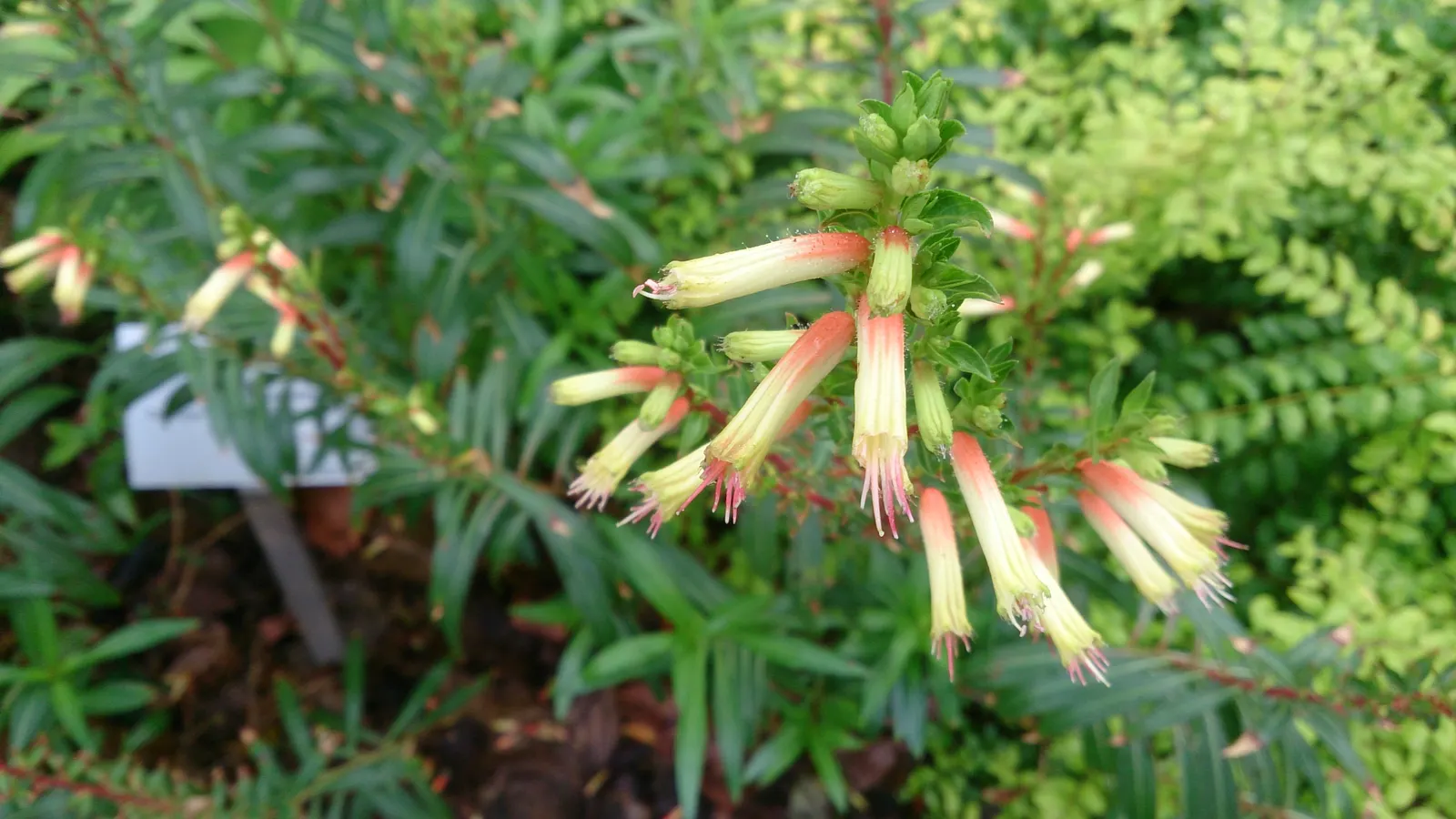 Candy Corn Plant (Cuphea Micropetala) — is an intriguing and vibrant perennial that will add a dash of whimsy and color to any landscape design; including