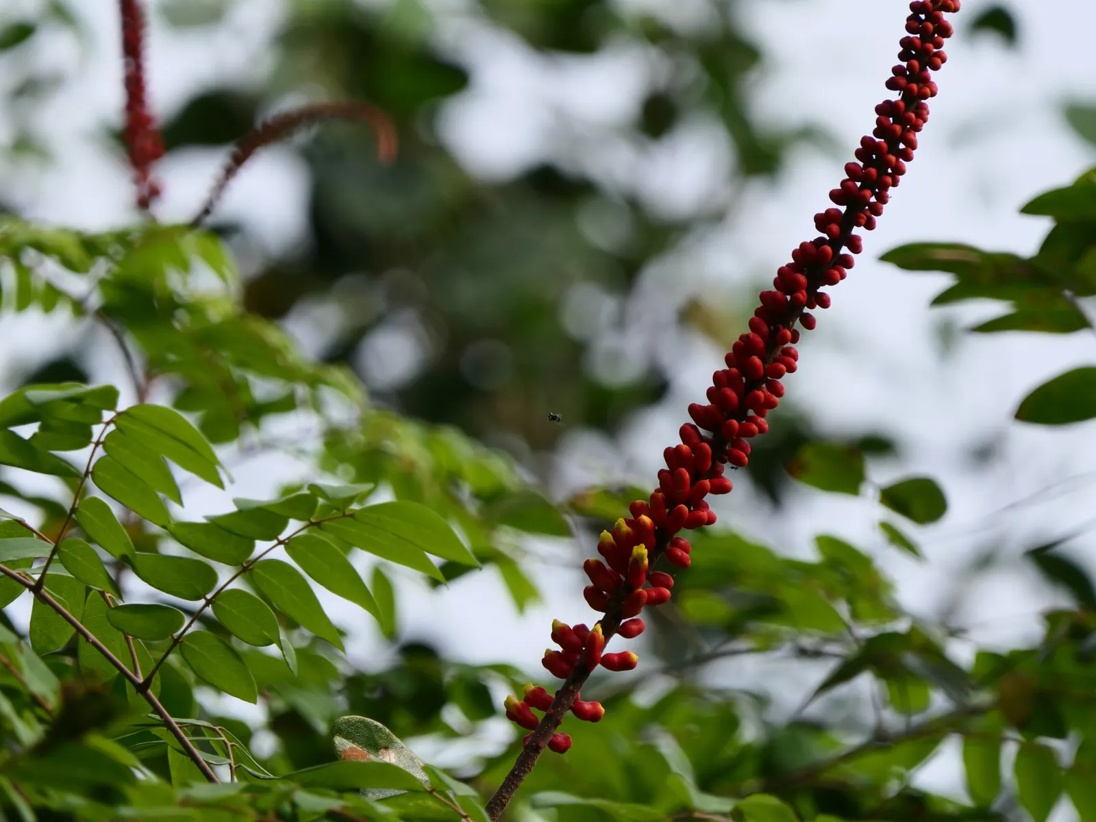 Candy Corn Plant (Cuphea Micropetala) — Clients will delight in the playful charm and vibrant life it brings to their garden space