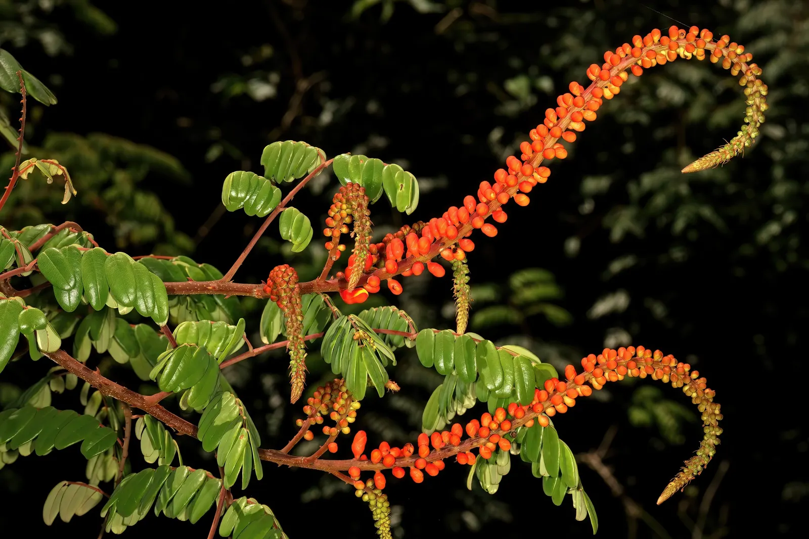 Candy Corn Plant (Cuphea Micropetala) — This long flowering period is not only visually appealing but is also a beacon for pollinators; this, image 69