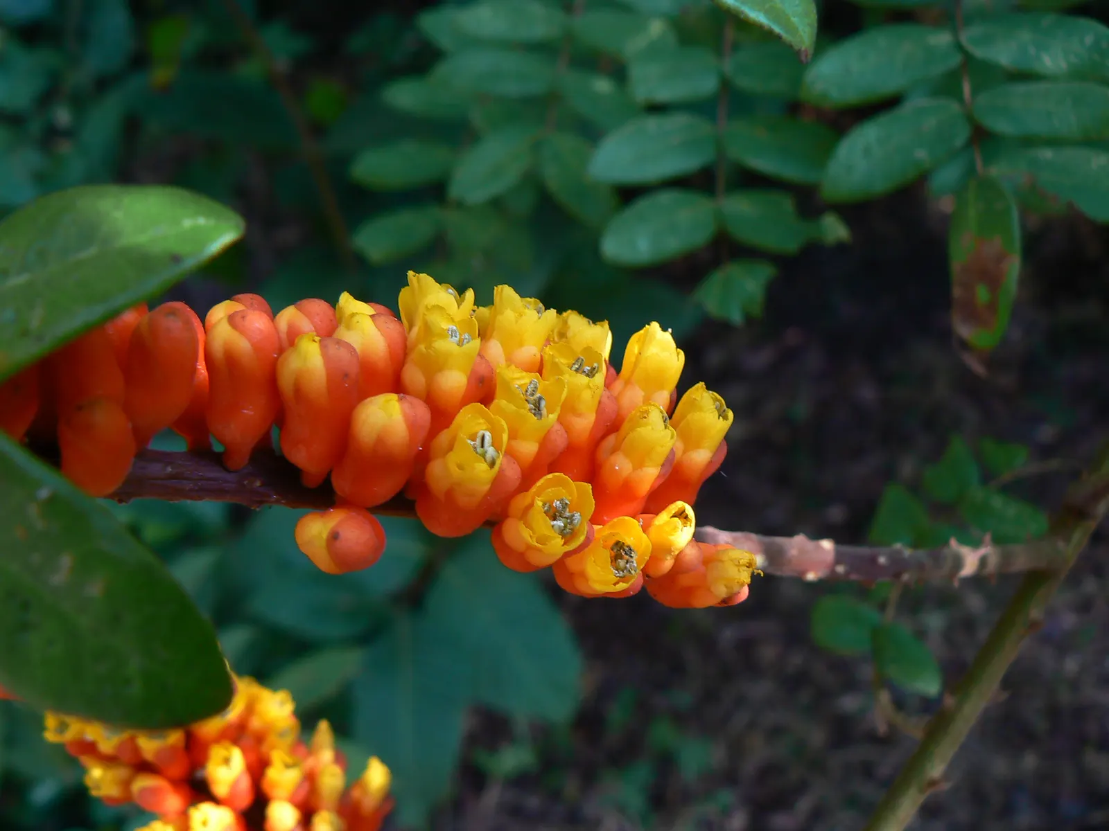 Candy Corn Plant (Cuphea Micropetala) — multi-colored and orange flowers in the garden; offering continuous blooms from midsummer to fall