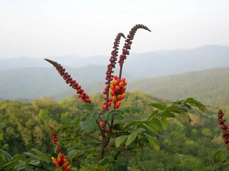 Candy Corn Plant (Cuphea Micropetala) — This robust plant reaches a modest height of 2-3 feet and spreads similarly; shrub with multi-colored and, image 56