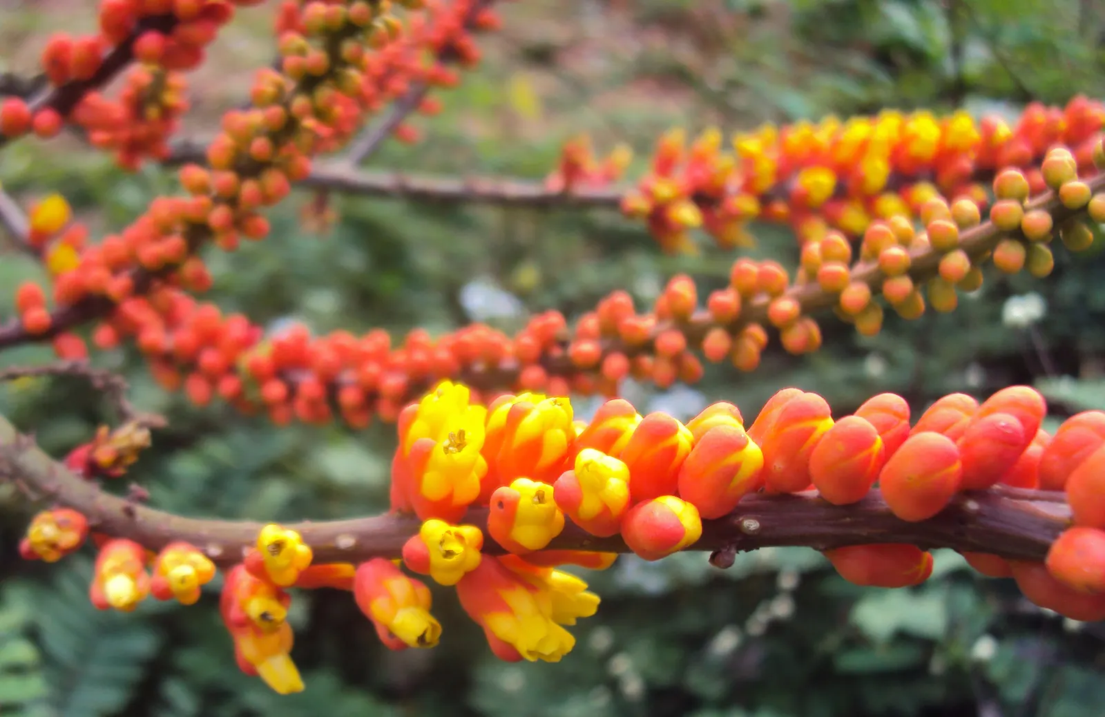 Candy Corn Plant (Cuphea Micropetala) — displaying a striking amalgamation of yellow; multi-colored and orange flowers in the garden