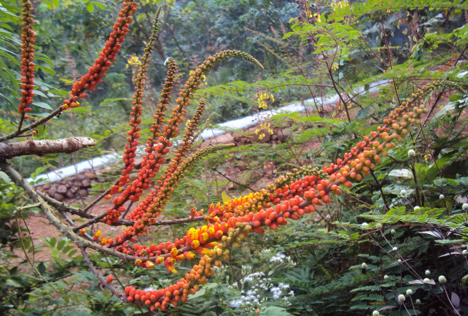Candy Corn Plant (Cuphea Micropetala) — This long flowering period is not only visually appealing but is also a beacon for pollinators