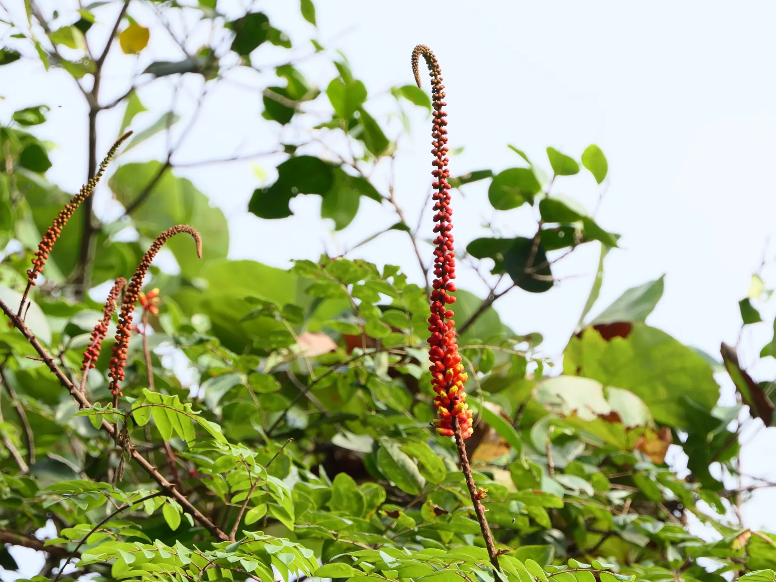 Candy Corn Plant (Cuphea Micropetala) — is an intriguing and vibrant perennial that will add a dash of whimsy and color to any landscape design, image 63