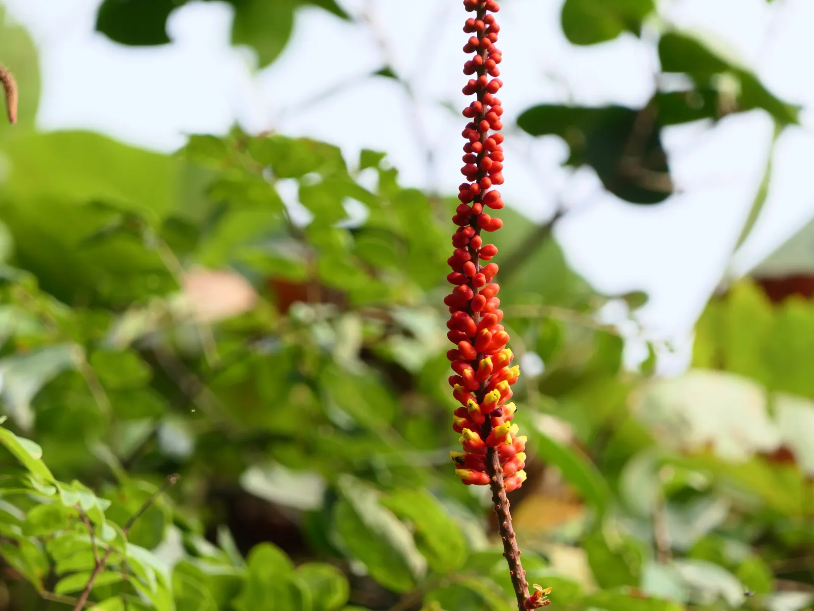 Candy Corn Plant (Cuphea Micropetala) — offering continuous blooms from midsummer to fall; and requires well-draining soil
