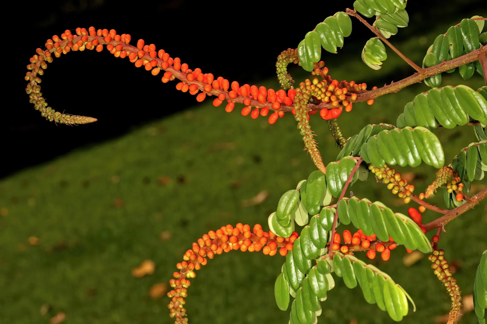 Candy Corn Plant (Cuphea Micropetala) — flaunting tubular blooms with a vibrant duo of yellow tips and reddish bases