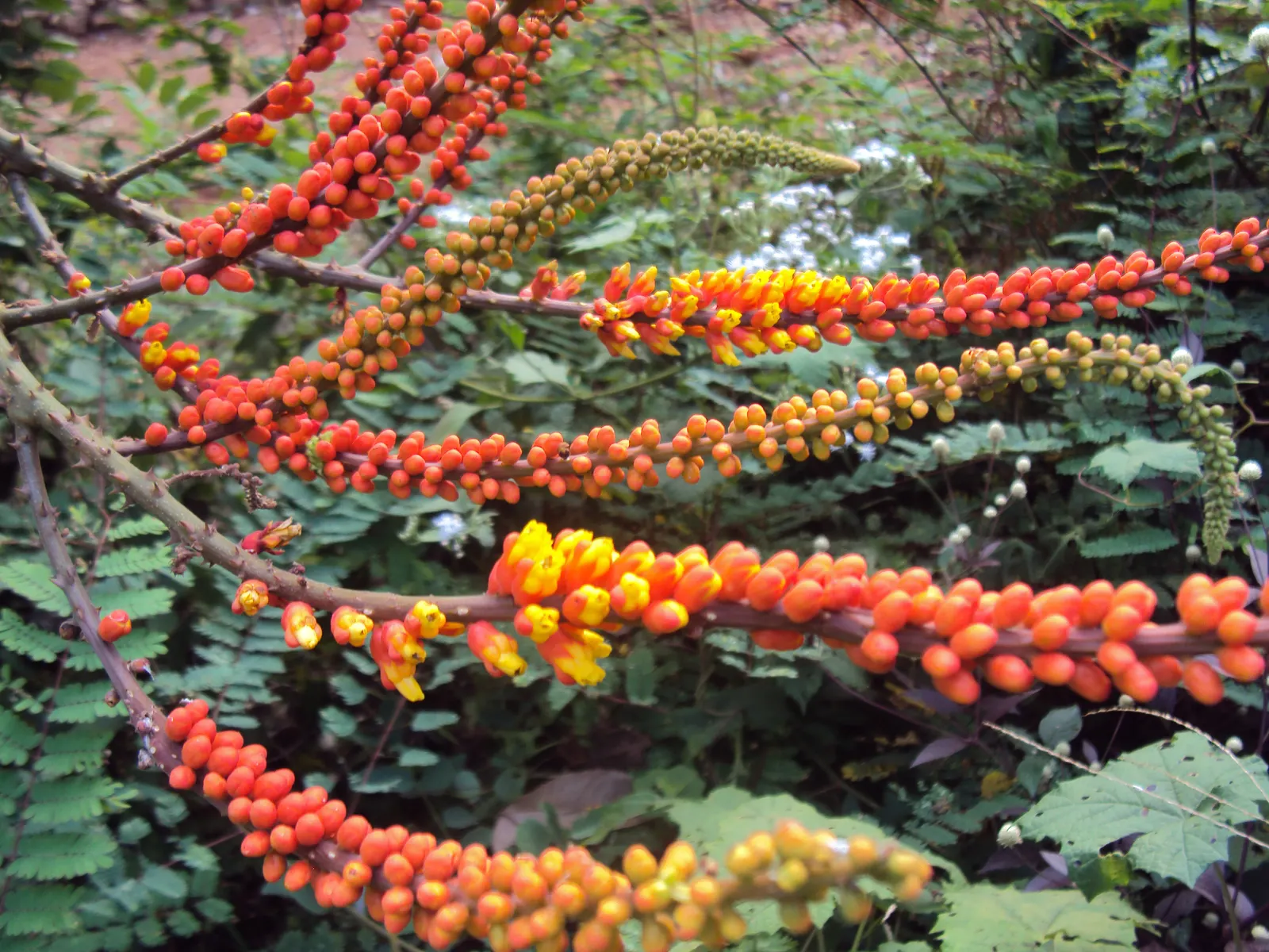 Candy Corn Plant (Cuphea Micropetala) — offering continuous blooms from midsummer to fall