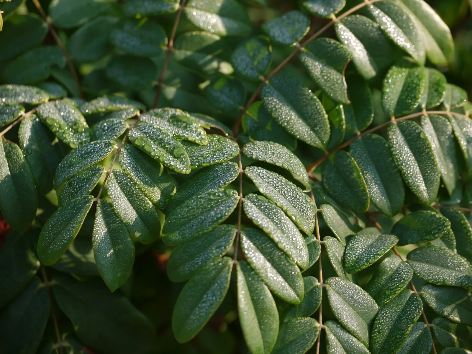 Candy Corn Plant (Cuphea Micropetala) — shrub for full; clients will delight in the playful charm and vibrant life it brings to their garden space